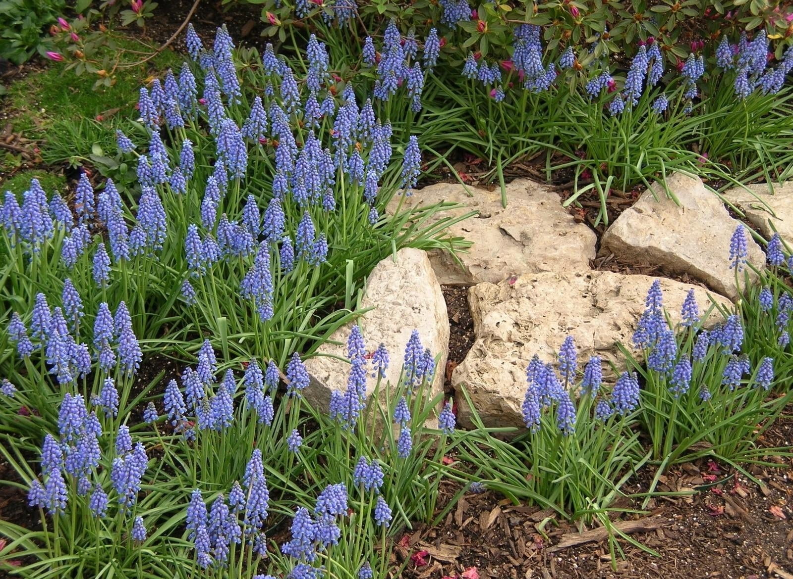 botany, flower, gardening, beauty In Nature, no people, flowerbed, grass, 720P, summer, flower Head, leaf, land, purple, sunlight, plant, stones, outdoors, HD Wallpaper
