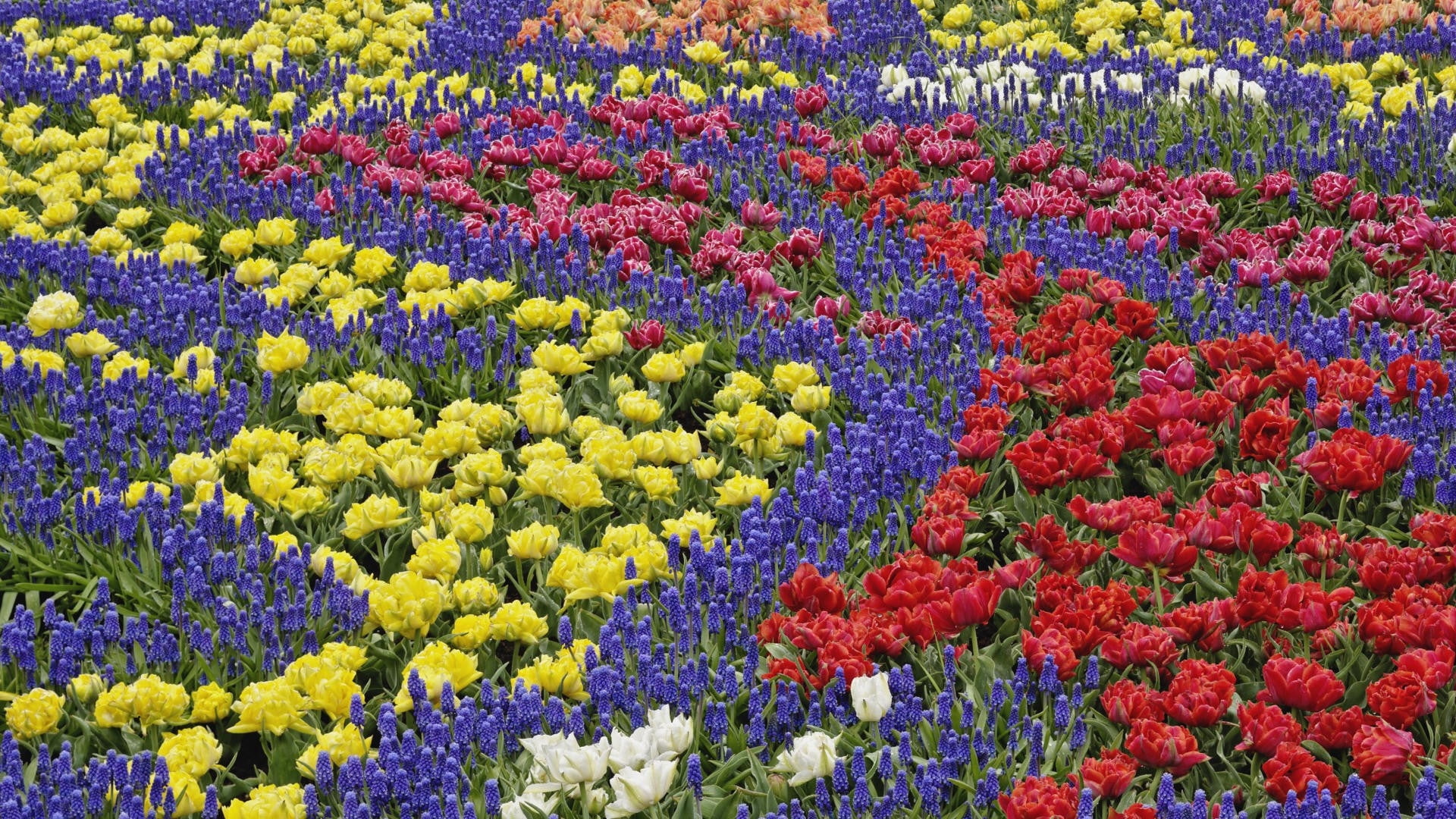flowers, multi colored, color, plant, yellow, fragility, outdoors, abundance, tulips, backgrounds, red, flower head, freshness, springtime, beauty in nature, HD Wallpaper