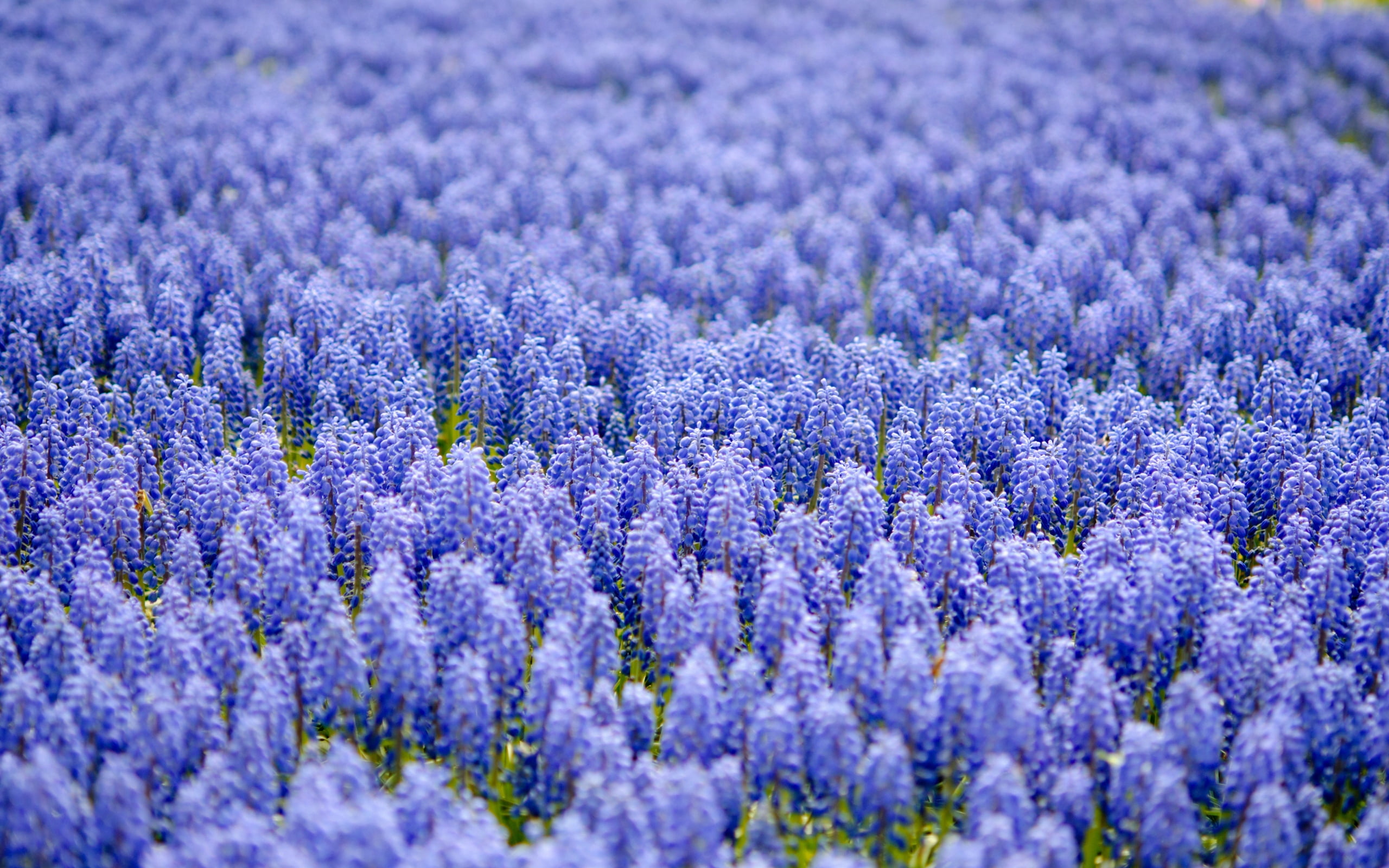 flower Head, flowers, outdoors, nature, scented, tranquility, purple, no People, plateau De Valensole, blue, herb, close-up, selective focus, green Color, HD Wallpaper
