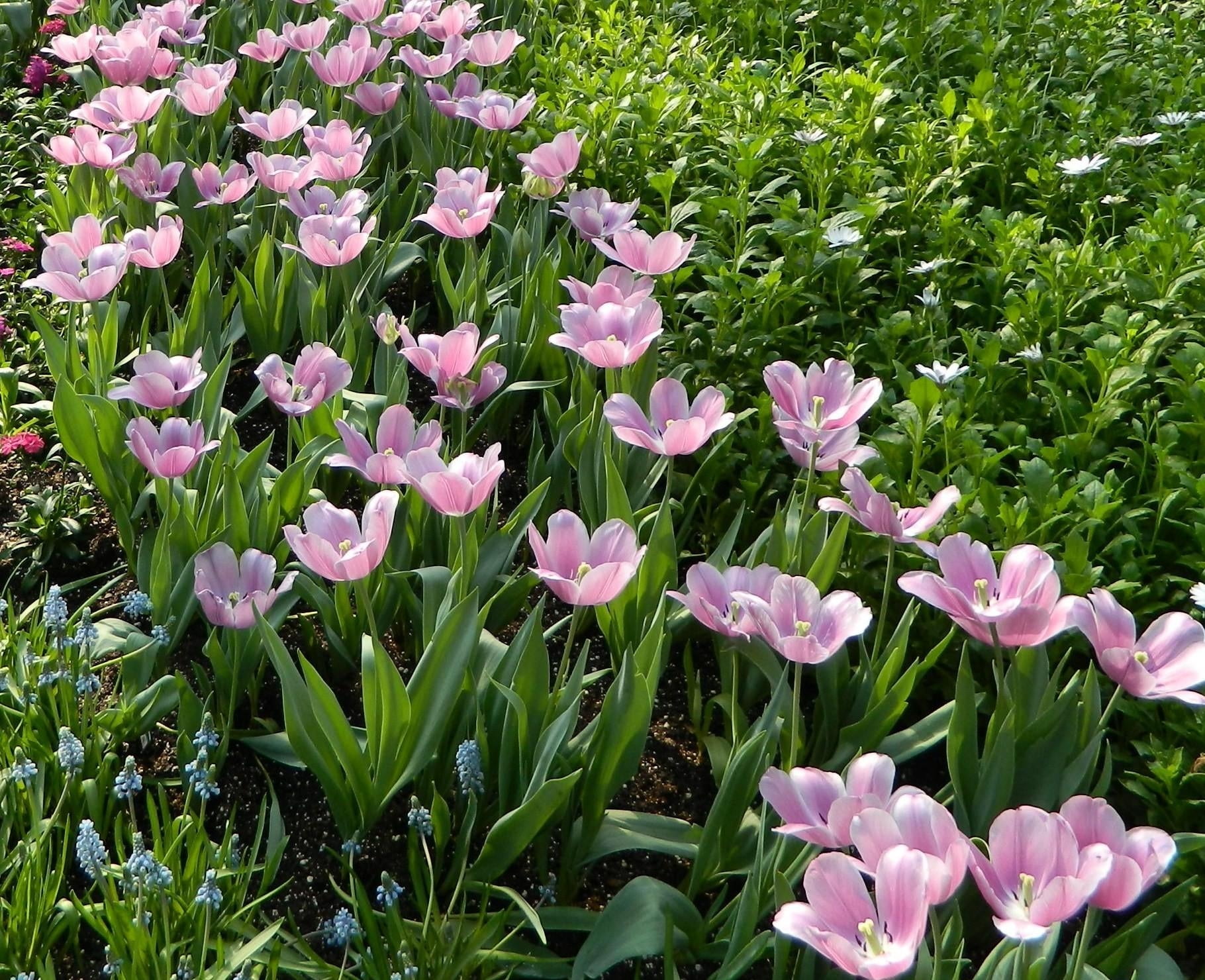 blossom, pink, field, plant, flowerbed, flower Head, netherlands, springtime, plant part, botany, petal, formal Garden, tulips, outdoors, beauty In Nature, HD Wallpaper