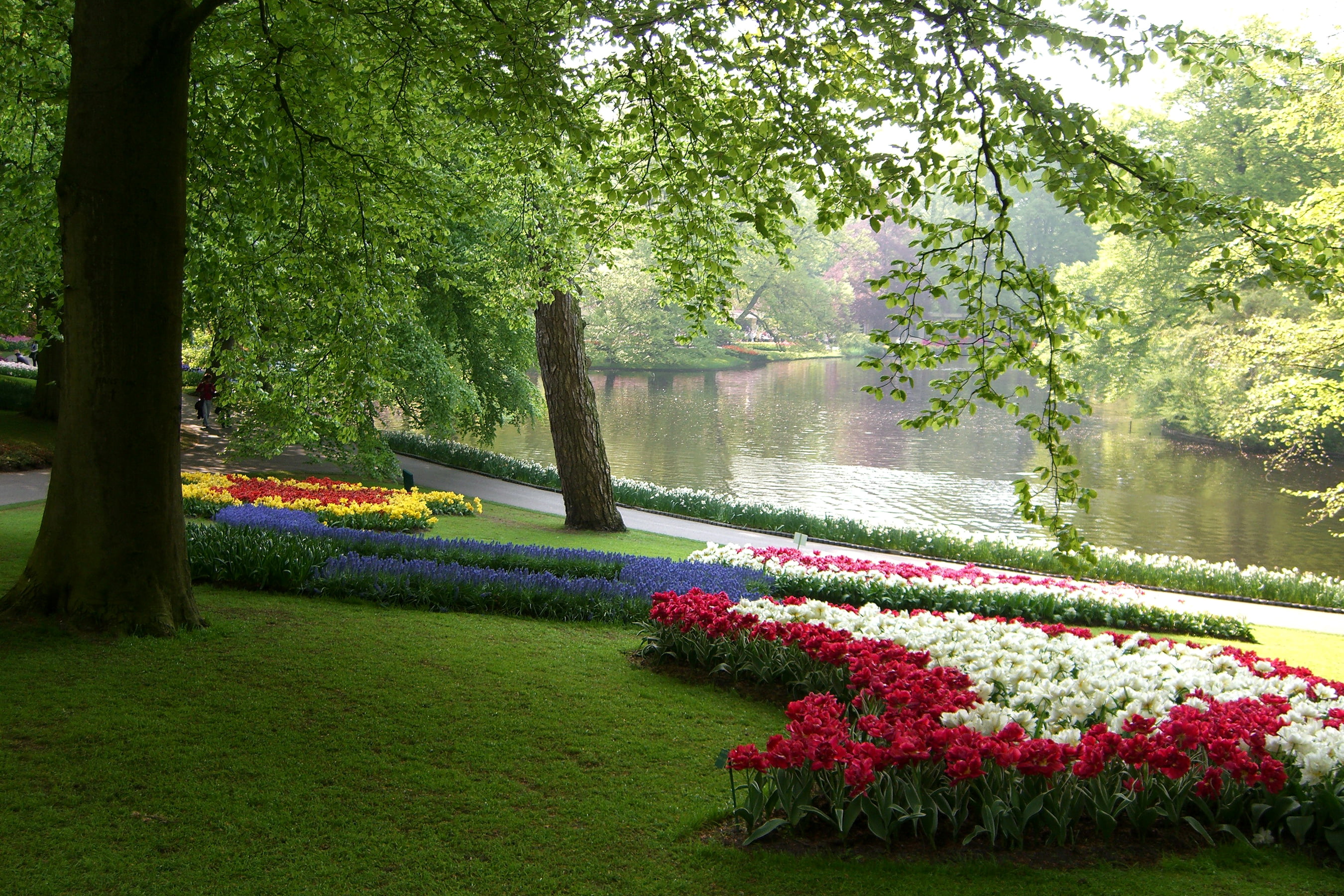 ornamental garden, tree, beauty in nature, plant, branches, red, park - man made space, pond, flowering plant, tulips, springtime, lake, tulip, flowers, HD Wallpaper