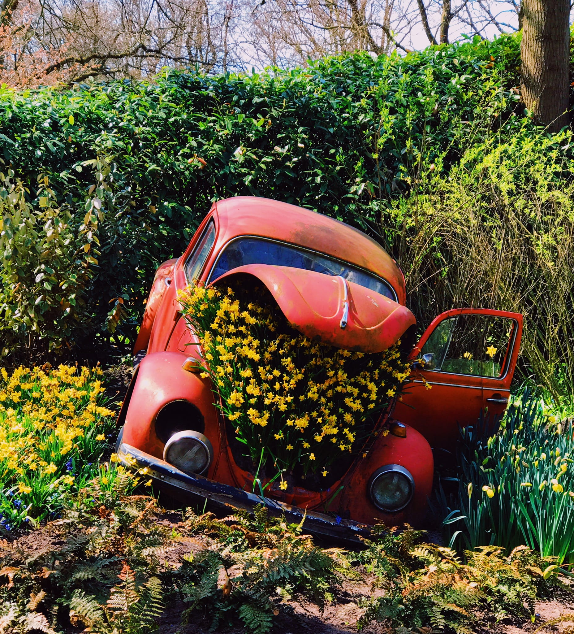land vehicle, holland, run-down, abandoned, sunlight, yellow, garden, nature, netherlands, field, tree, no people, daffodil, red, outdoors, lisse, gardening, Phone HD Wallpaper