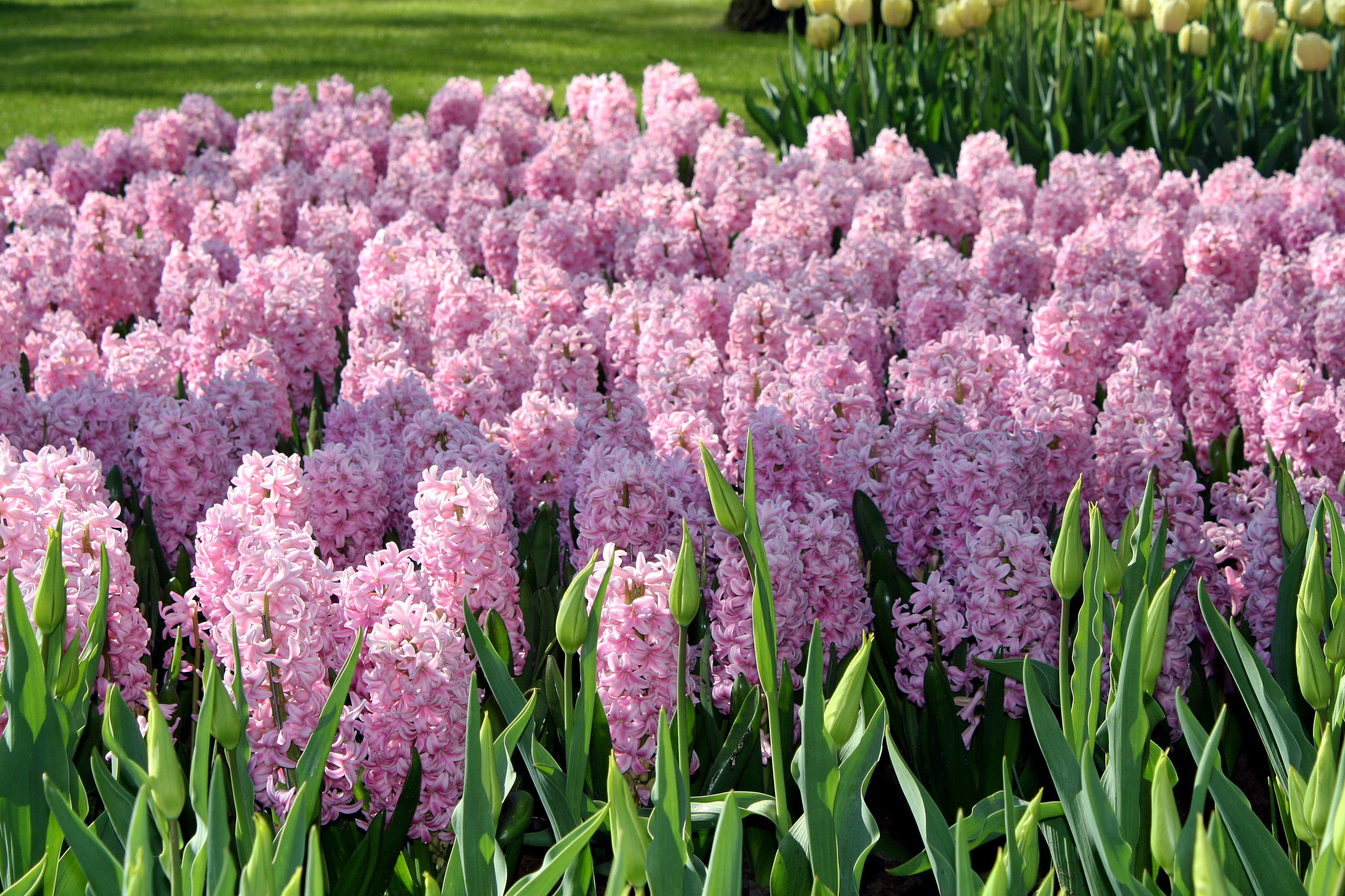 growth, freshness, land, flower head, outdoors, Keukenhof Gardens, flowering plant, ornamental garden, pink, field, lavender, flowers, blossom, close-up, HD Wallpaper