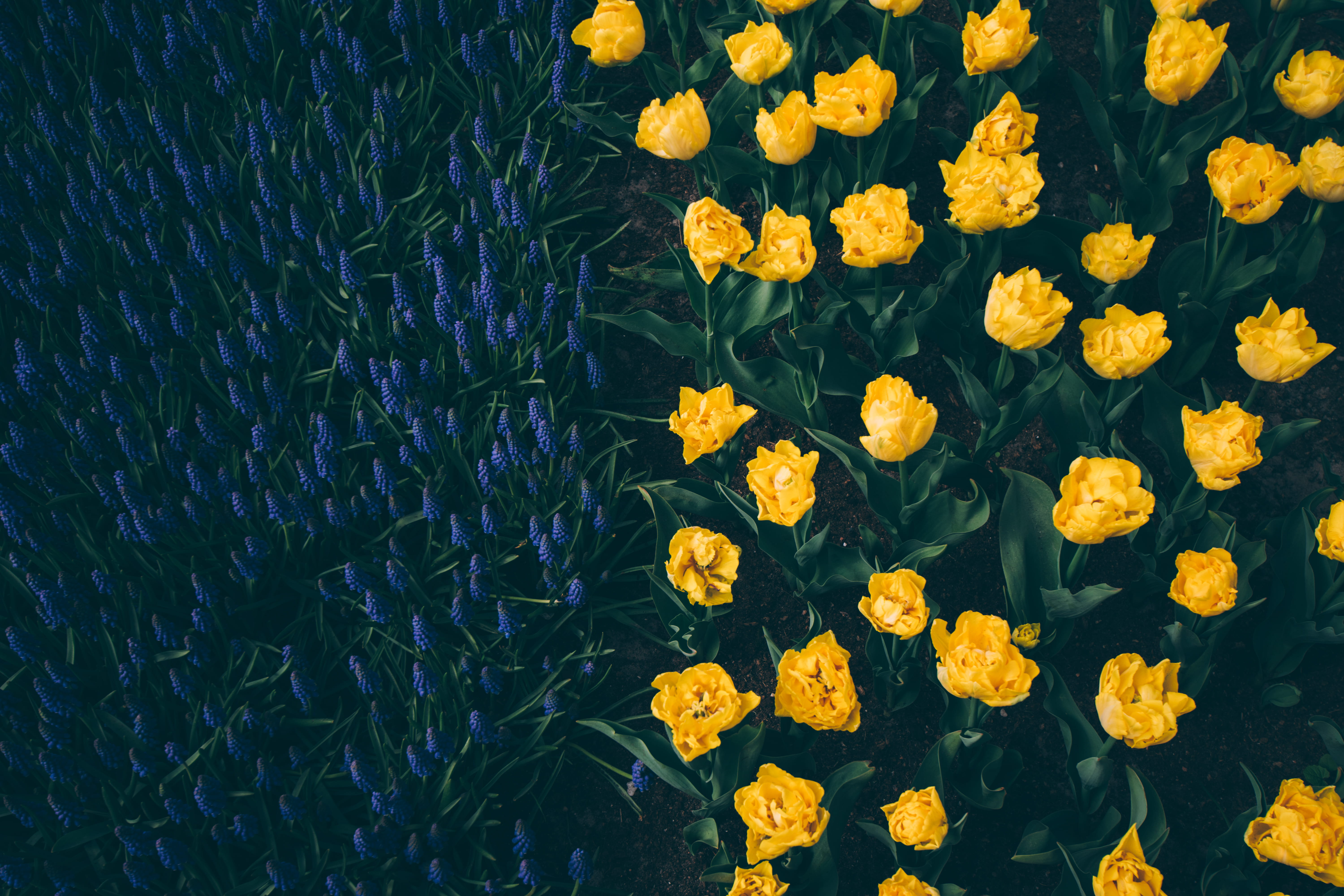 field, land, tulipa, side, fragility, tulip, outdoors, flower, flowering plant, grow, high angle view, nature, close-up, half, leaf, plant, growth, flowers, HD Wallpaper