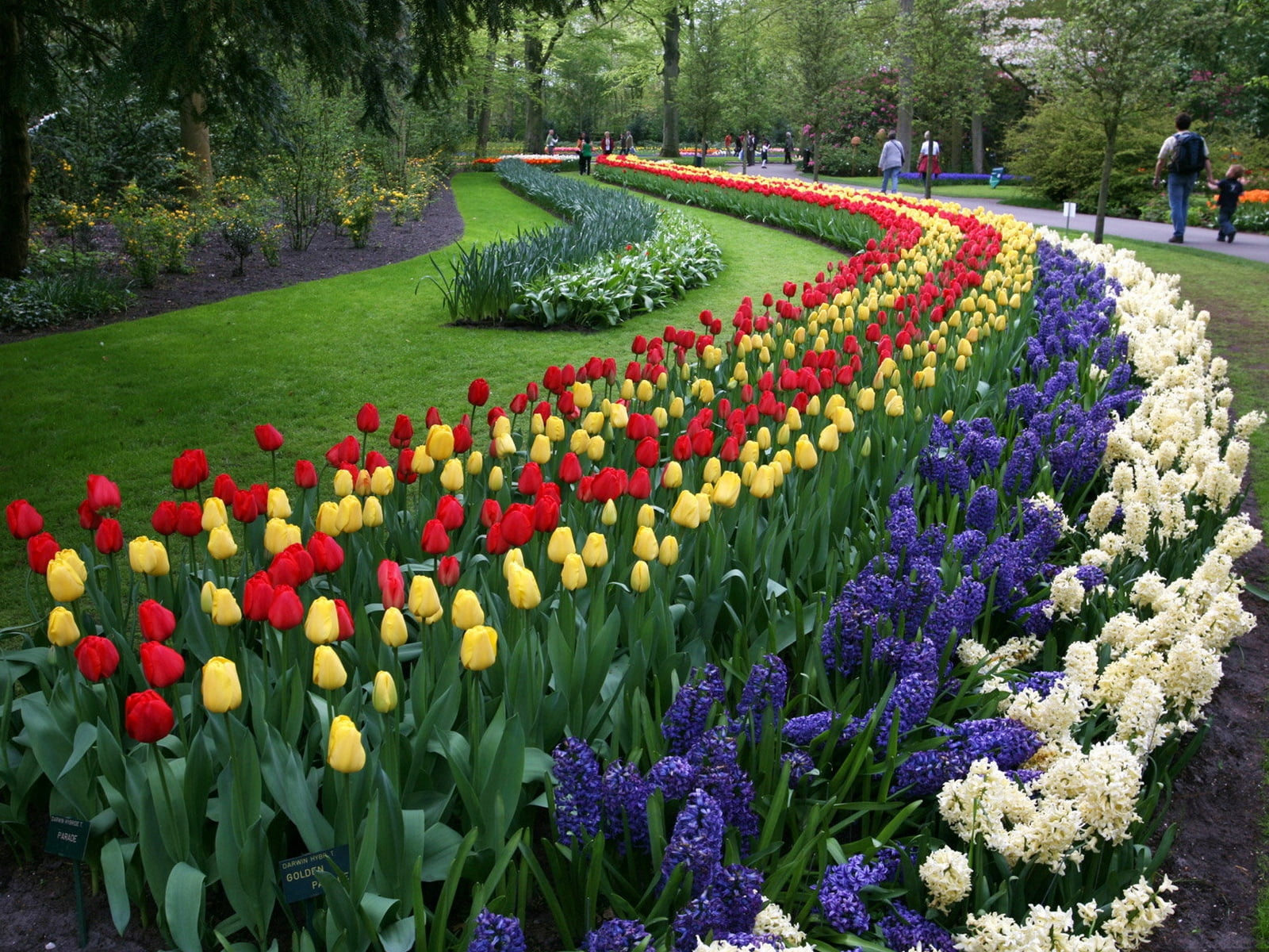 vibrant Color, assorted, multi Colored, season, field, flower, leaf, incidental people, blue, tulip, formal Garden, colors, keukenhof Gardens, plant, fragility, HD Wallpaper