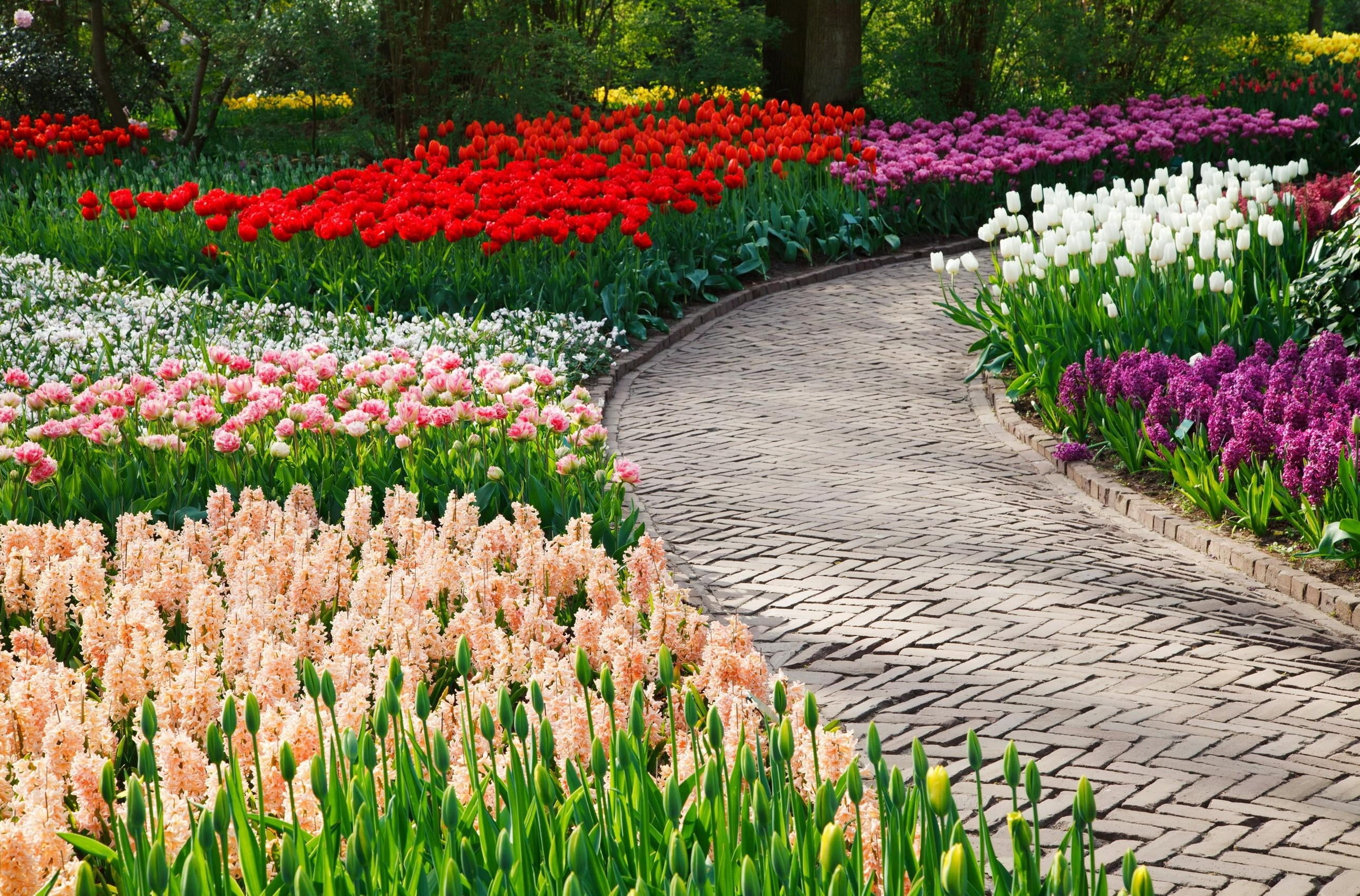 red, color Image, tulip, hyacinths, purple, keukenhof Gardens, 2K, multi Colored, growth, tulips, plant, multicolored, flowerbed, beauty In Nature, green Color, HD Wallpaper