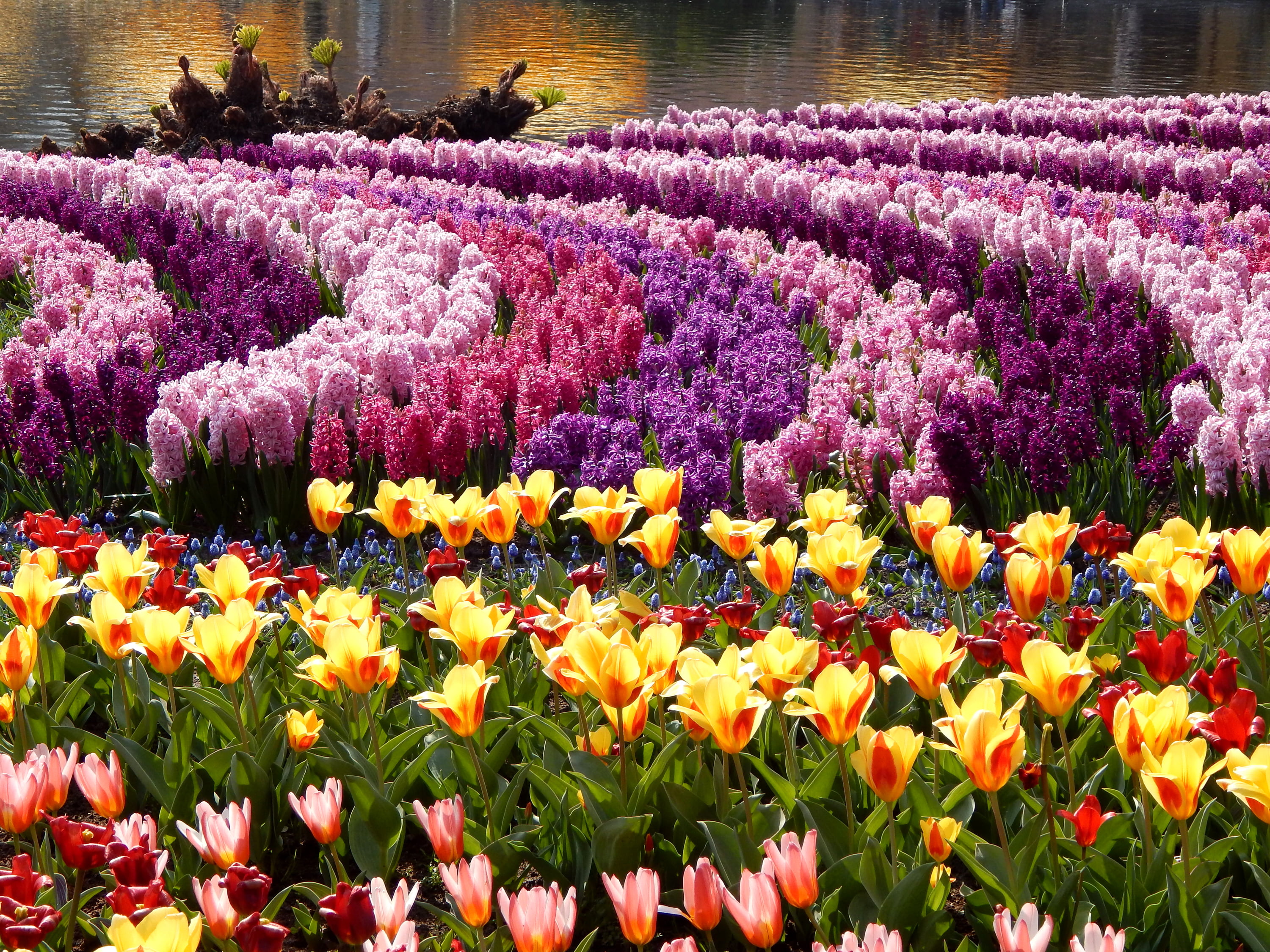 outdoors, growth, botany, petal, land, beauty In Nature, springtime, flowering plant, Tulips, photo, plant, pink Color, fragility, formal Garden, 2K, vulnerability, HD Wallpaper