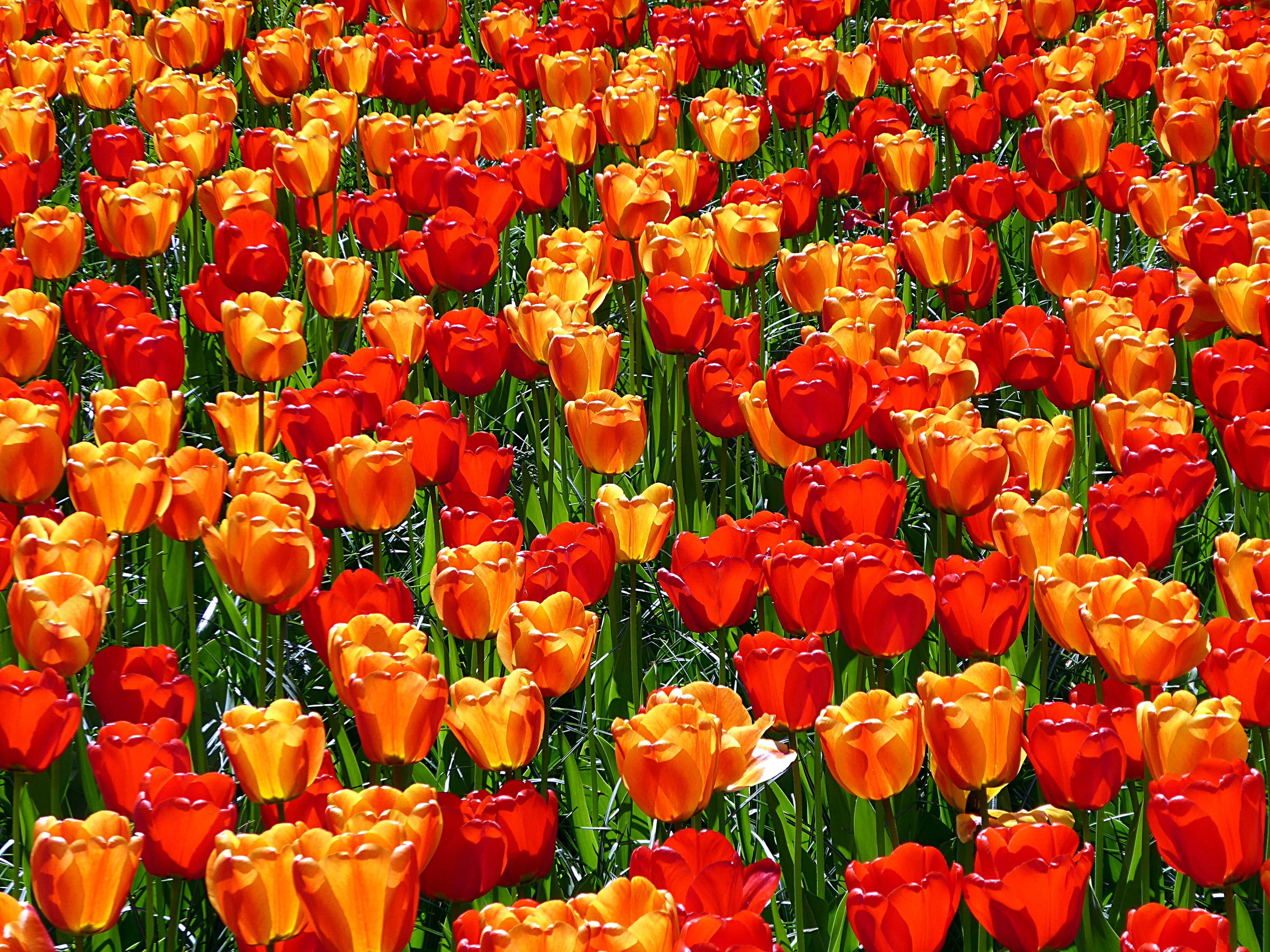 vulnerability, outdoors, flower, spring, abundance, 4K, flowering plant, keukenhof, day, no people, flower head, flowerbed, growth, close-up, red, plant, HD Wallpaper