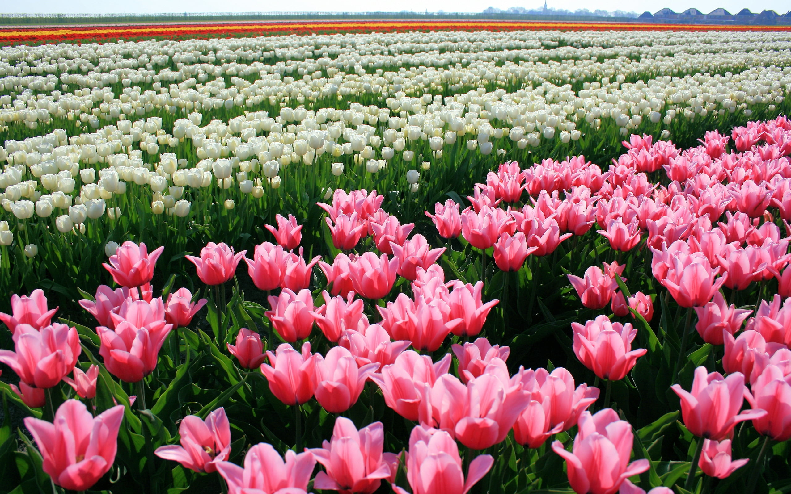 stem, colorful, landscape, freshness, gardening, pink Color, flower, plant, outdoors, blossom, multi Colored, red, horizon, botany, purple, nature, leaf, HD Wallpaper