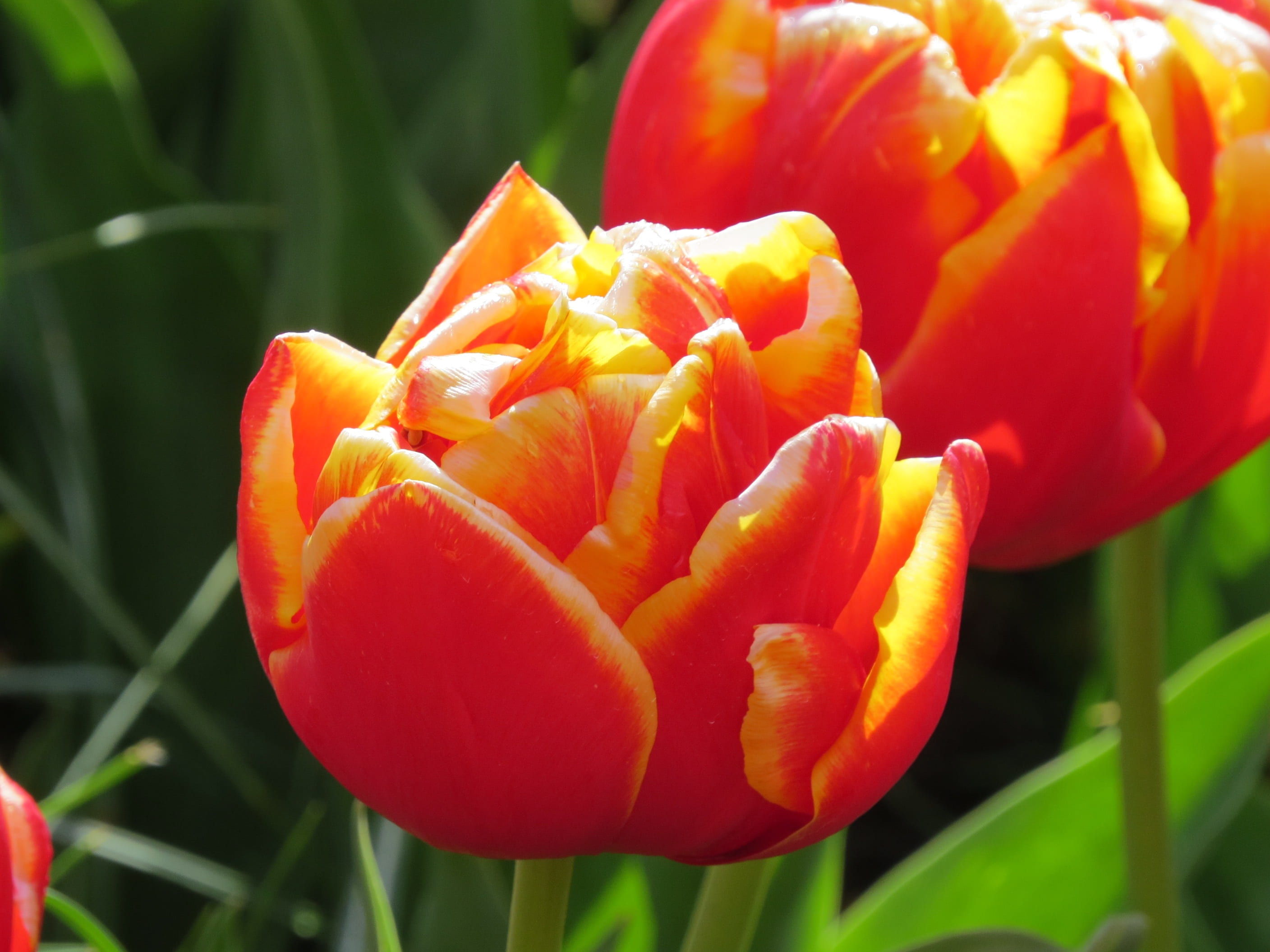 growth, close-up, garden, inflorescence, no people, plant, petal, 2K, focus on foreground, fragility, flowers, holland, amsterdam, flower, keukenhof, day, HD Wallpaper