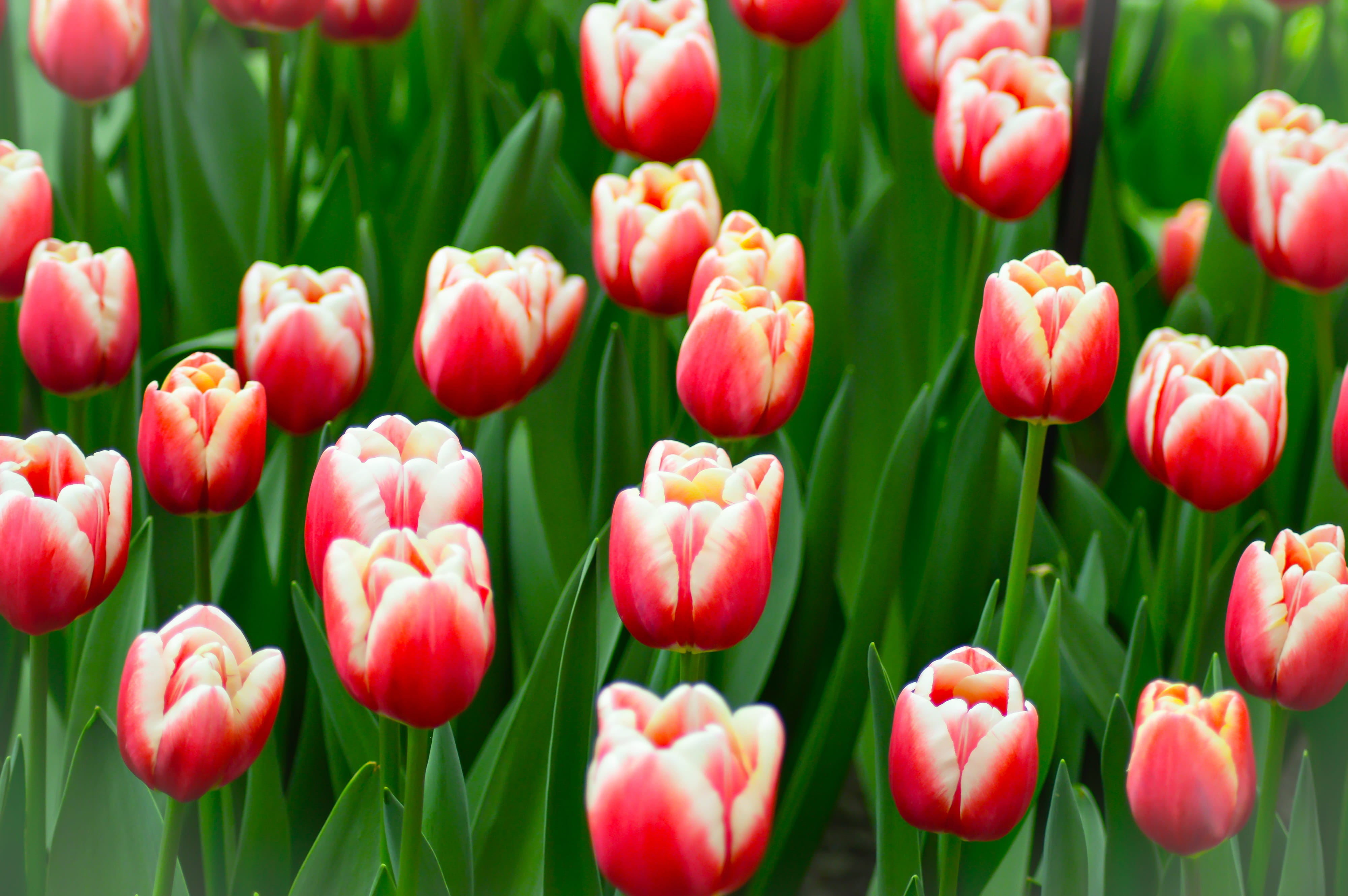 tulips, green color, vulnerability, park, beauty in nature, netherlands, garden, close-up, petal, bloom, springtime, flowering plant, keukenhof, dutch, HD Wallpaper