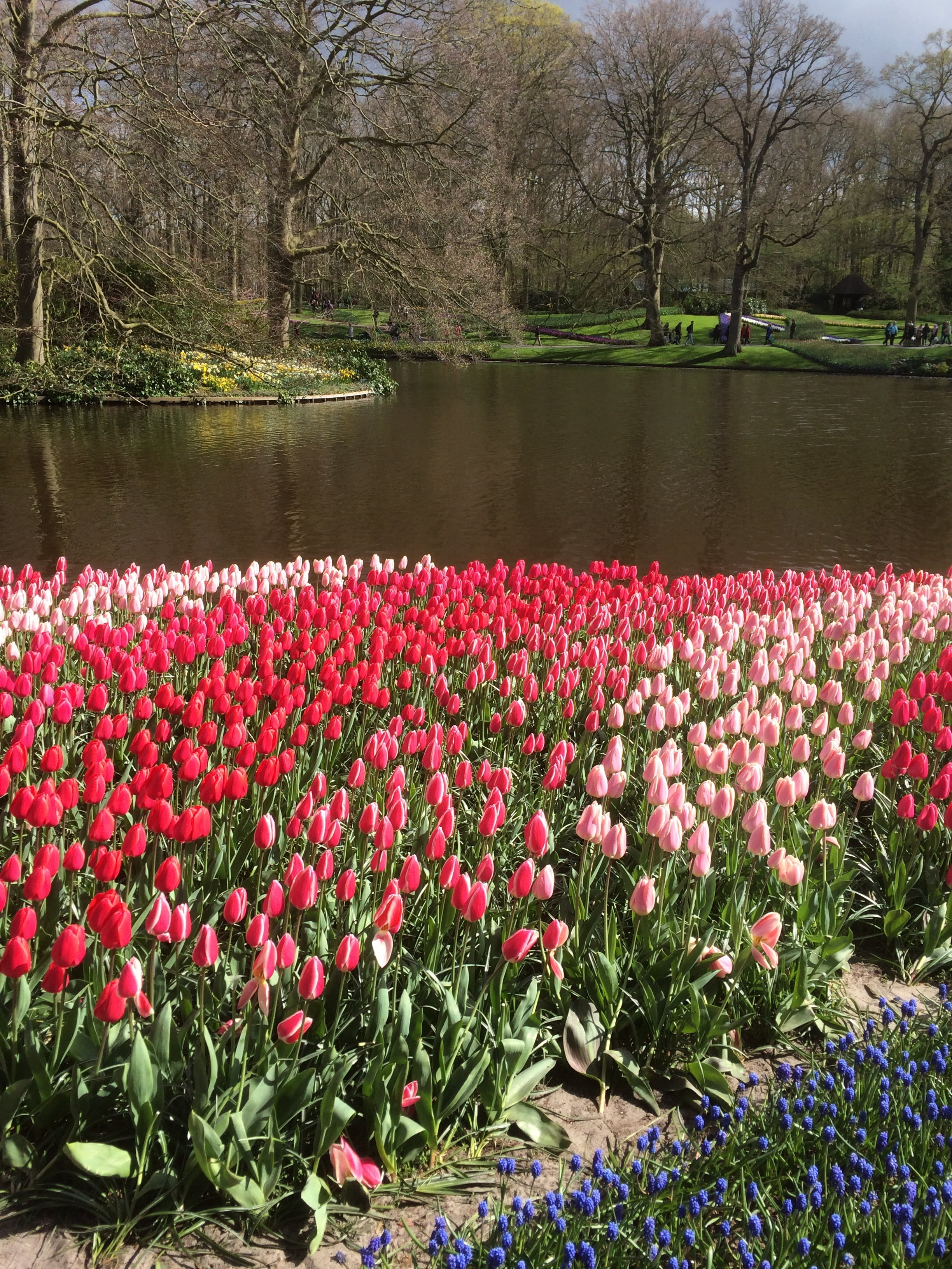 water, lake, tulips, fragility, nature, 2K, springtime, tulip, park, spring, tranquility, flowerbed, plant, no people, flower Head, day, bloom, floral, Phone HD Wallpaper