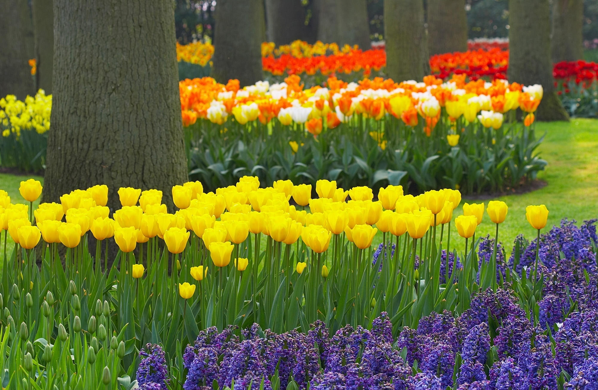 growth, plant, flowerbed, 1080P, purple, tulip, Lisse, park, ornamental garden, vulnerability, flowering plant, Seasons, Keukenhof, nature, flowers, Garden, HD Wallpaper