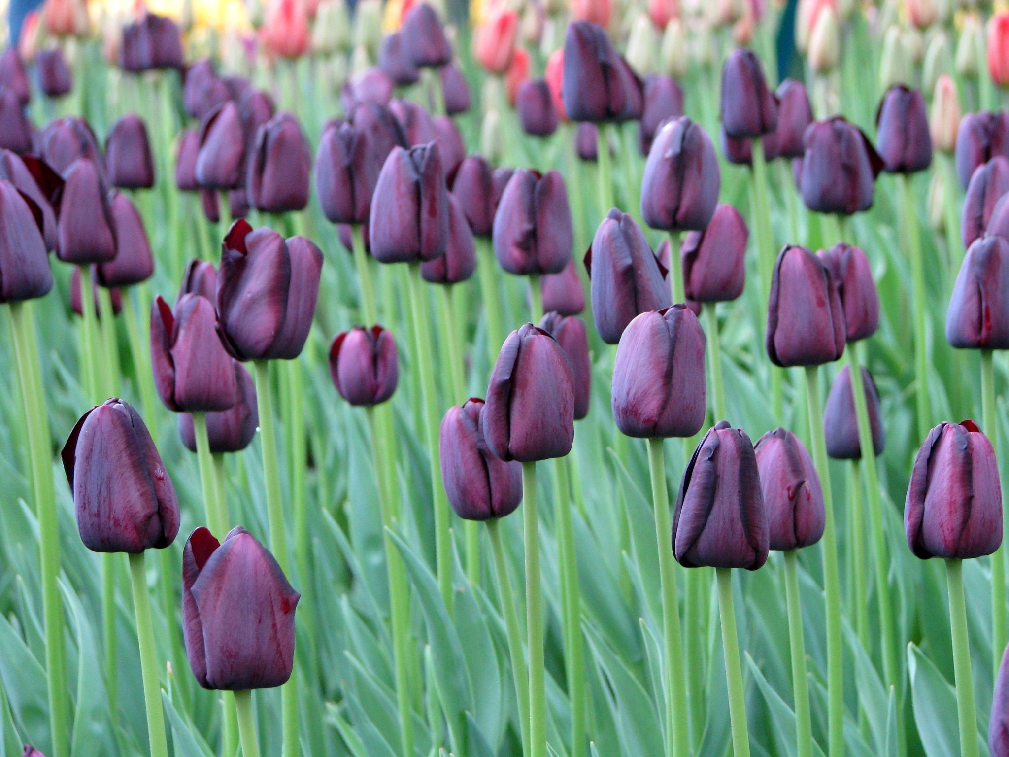 plant, vulnerability, fresh, nature, holland, green, garden, tulip, flowerbed, tulips, land, netherlands, flowering plant, green Color, keukenhof, fragility, HD Wallpaper