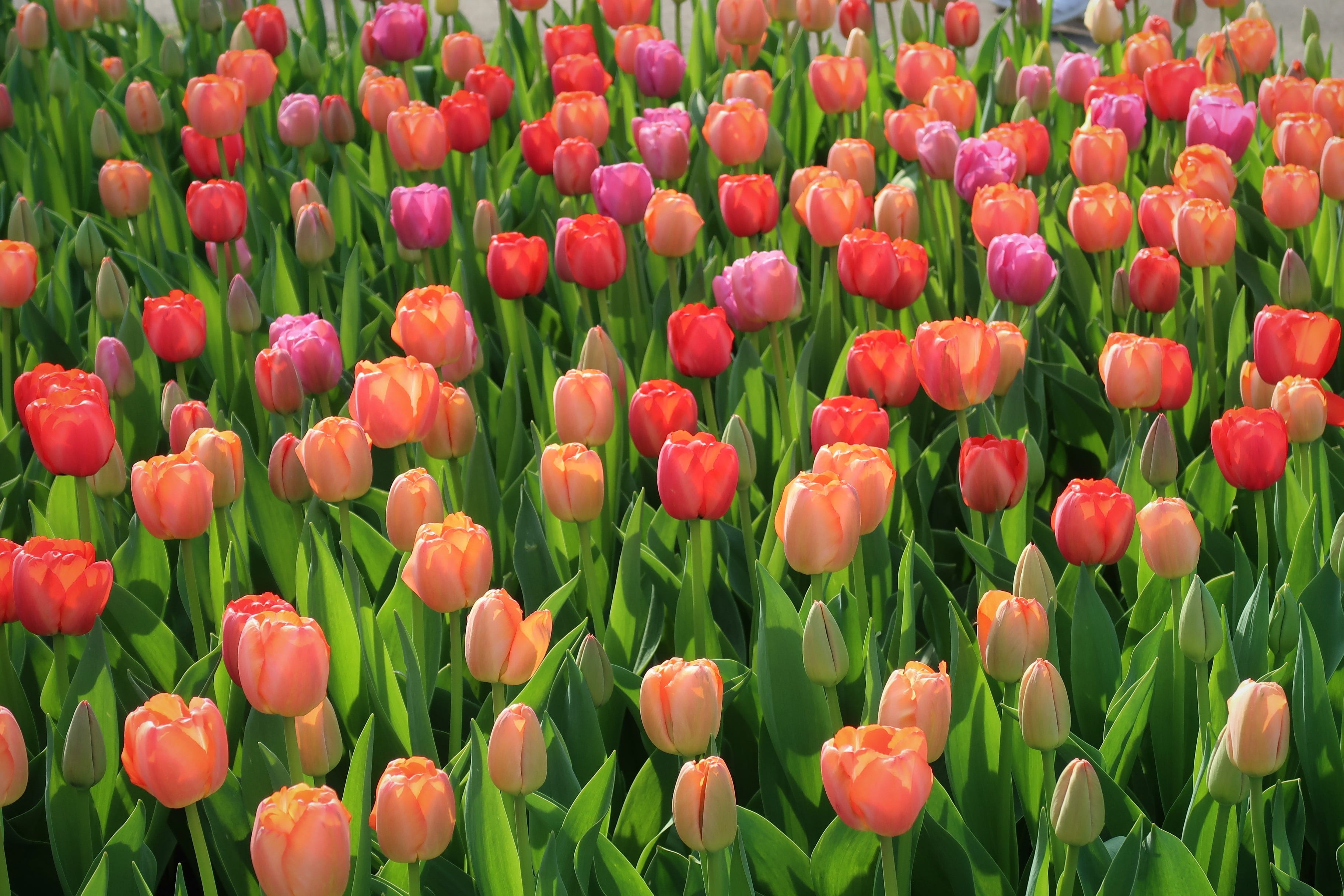 garden, freshness, beauty in nature, green color, tulip, inflorescence, springtime, nature, vulnerability, red, flowerbed, 2K, no people, field, fragility, HD Wallpaper