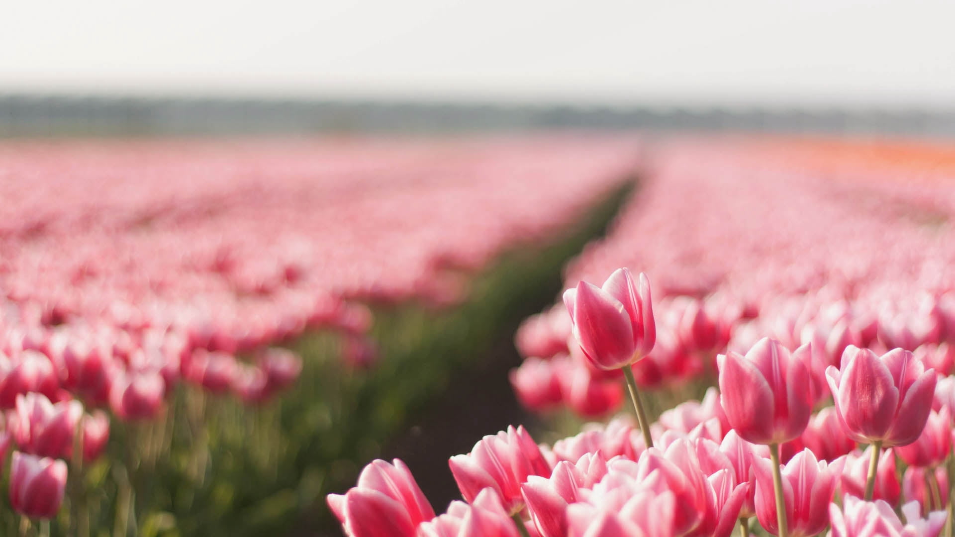 red, scenics - nature, farm, vibrant Color, multi Colored, scenics, keukenhof Gardens, netherlands, flower, close-up, tulips, flowerbed, bright, lot, flower Head, HD Wallpaper
