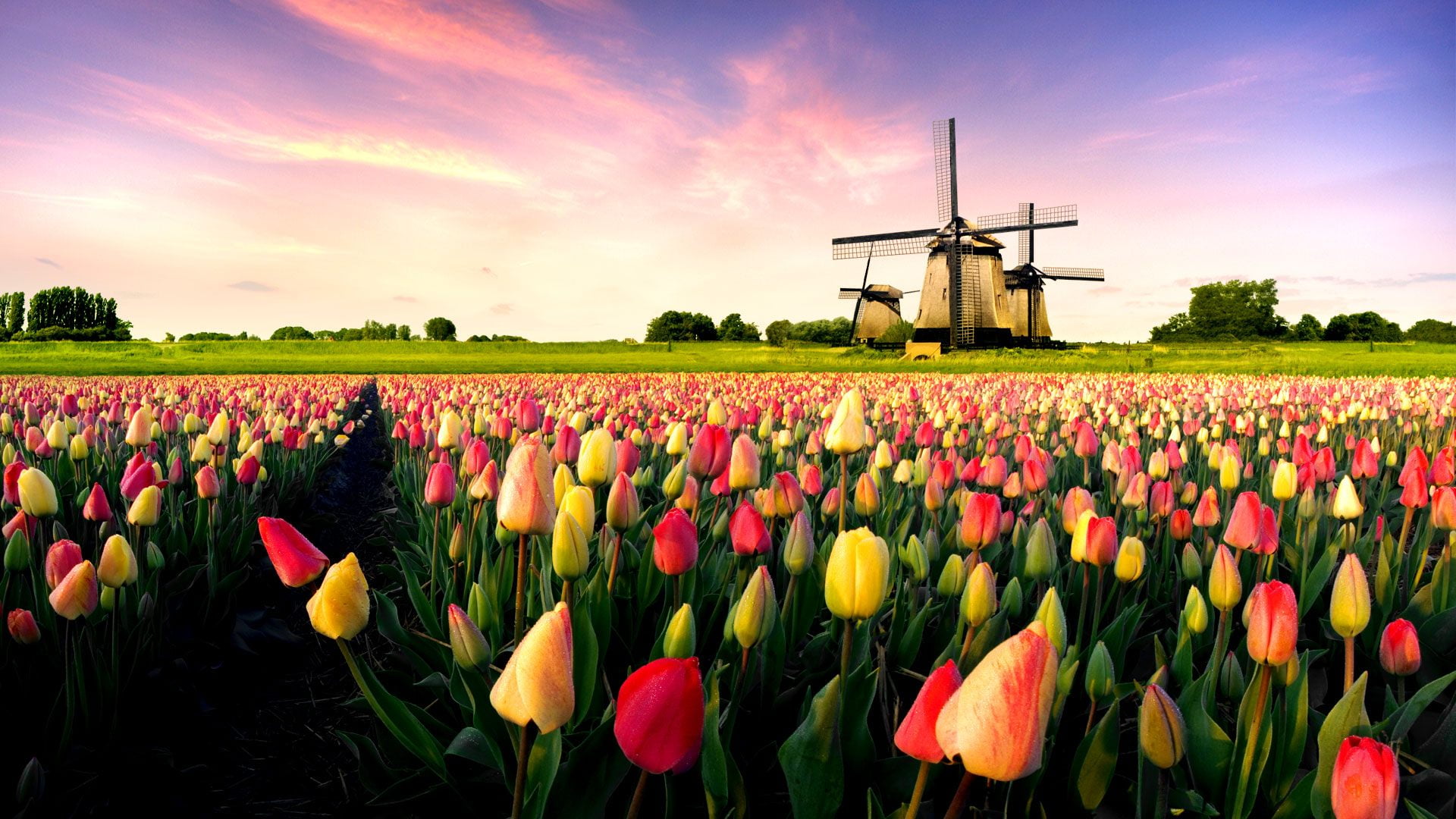 bulb, bunch, flora, renewable energy, colorful, cloud - sky, growth, botanical, flower, spring, tulip, blooming, agriculture, field, flowering plant, sky, HD Wallpaper