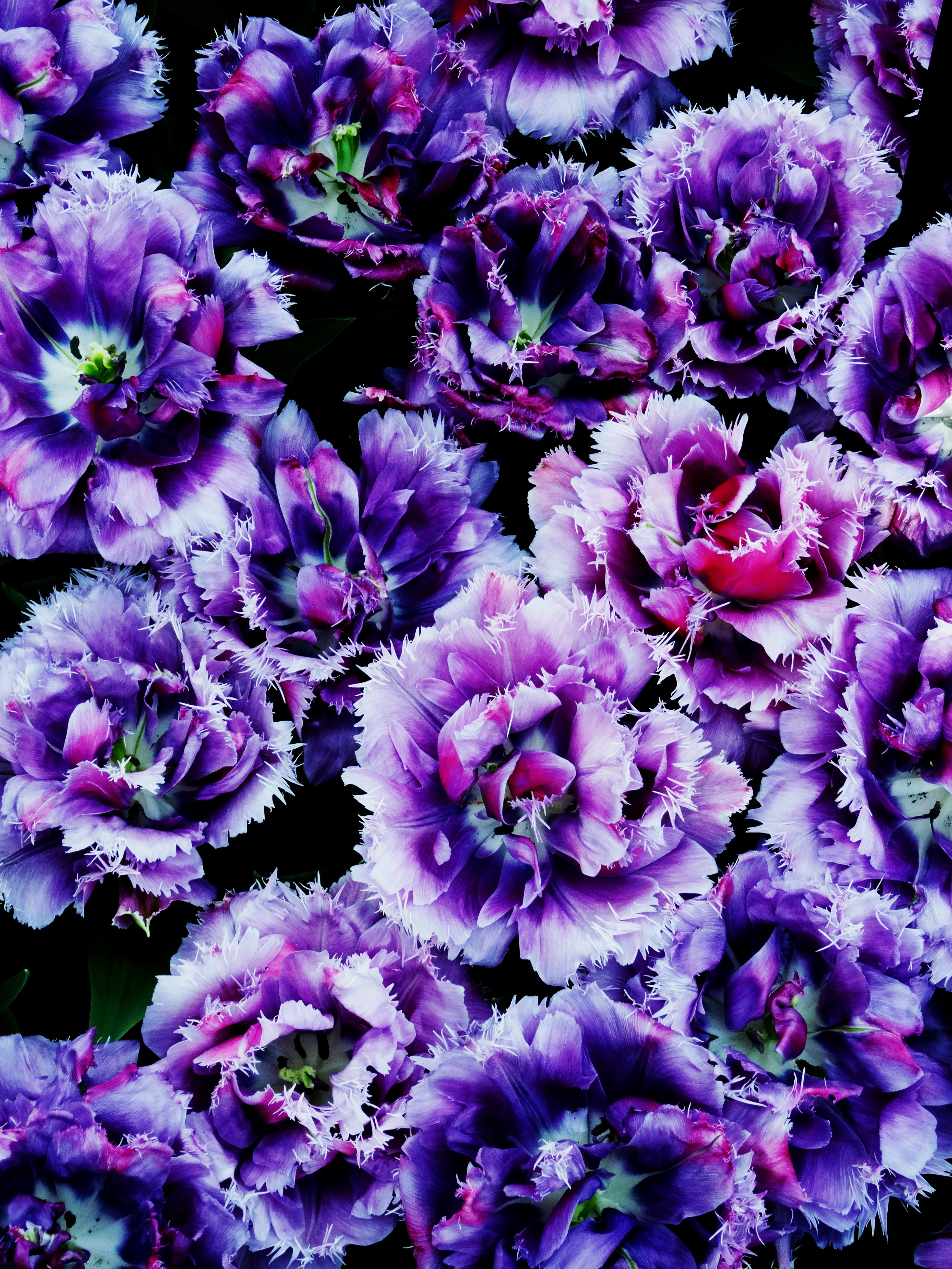 close, outdoors, nature, springtime, bunch of flowers, full frame, bouquet, purple, petaled, petal, day, garden, growth, netherlands, flora, vulnerability, Phone HD Wallpaper