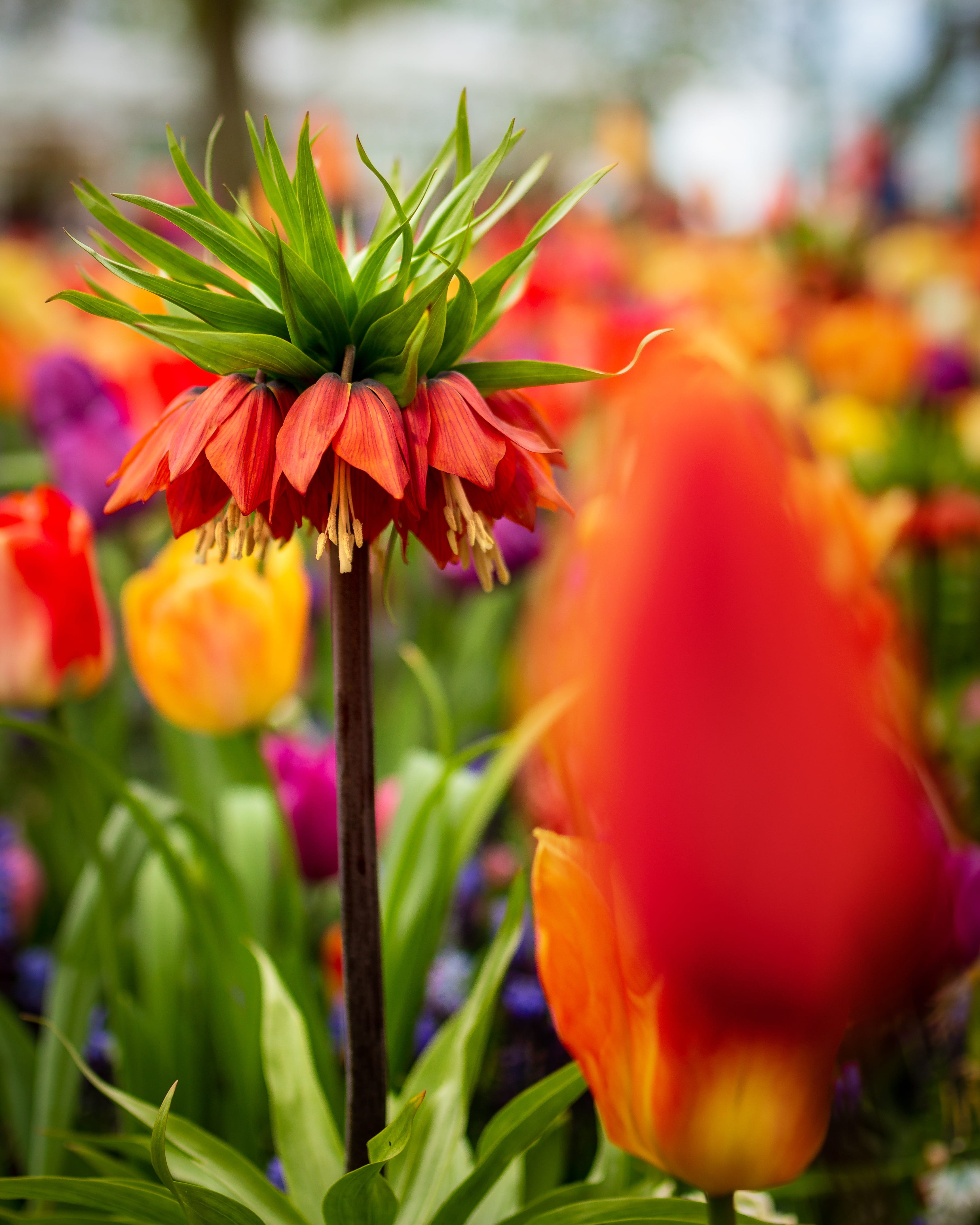 beauty in nature, netherlands, close-up, keukenhof, plant, tulips, inflorescence, flowerbed, garden, freshness, selective focus, wildflowers, flower picture, Phone HD Wallpaper