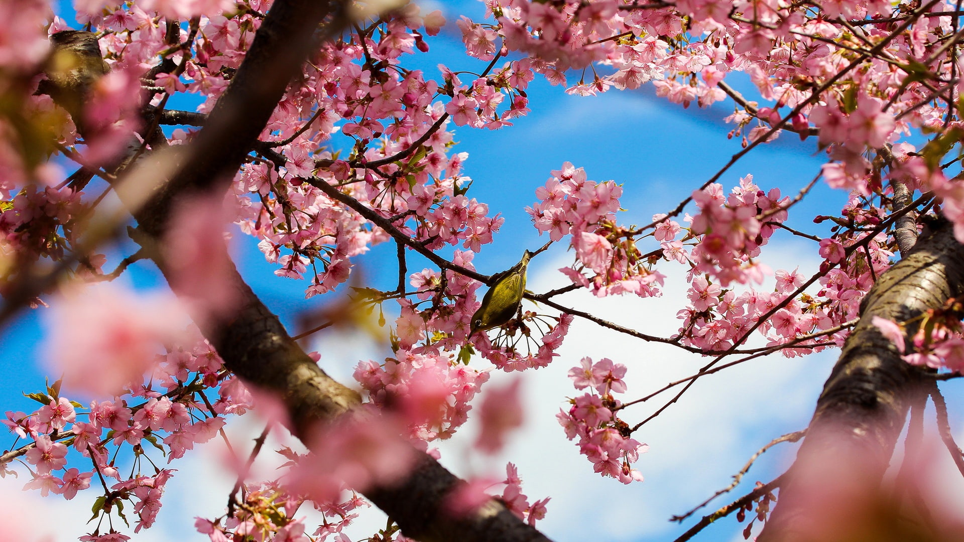 Japan, Cherry, Bird, Flowers, Park, Pink, Tokyo, 1080P, Trees, HD Wallpaper