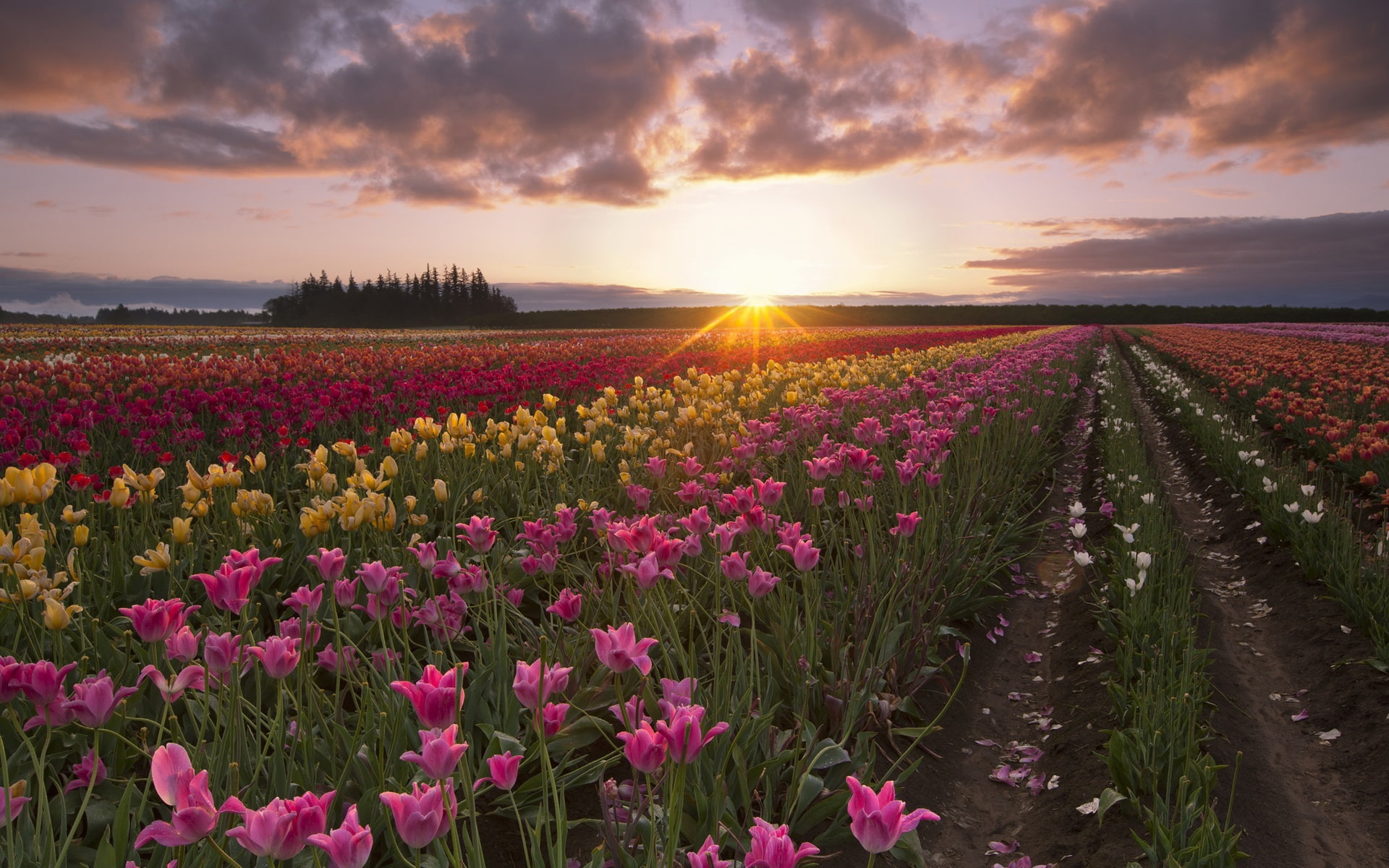 Fields, 1080P, Dawn, Sun, Summer, Rays, Flowers, Morning, Tulip, HD Wallpaper