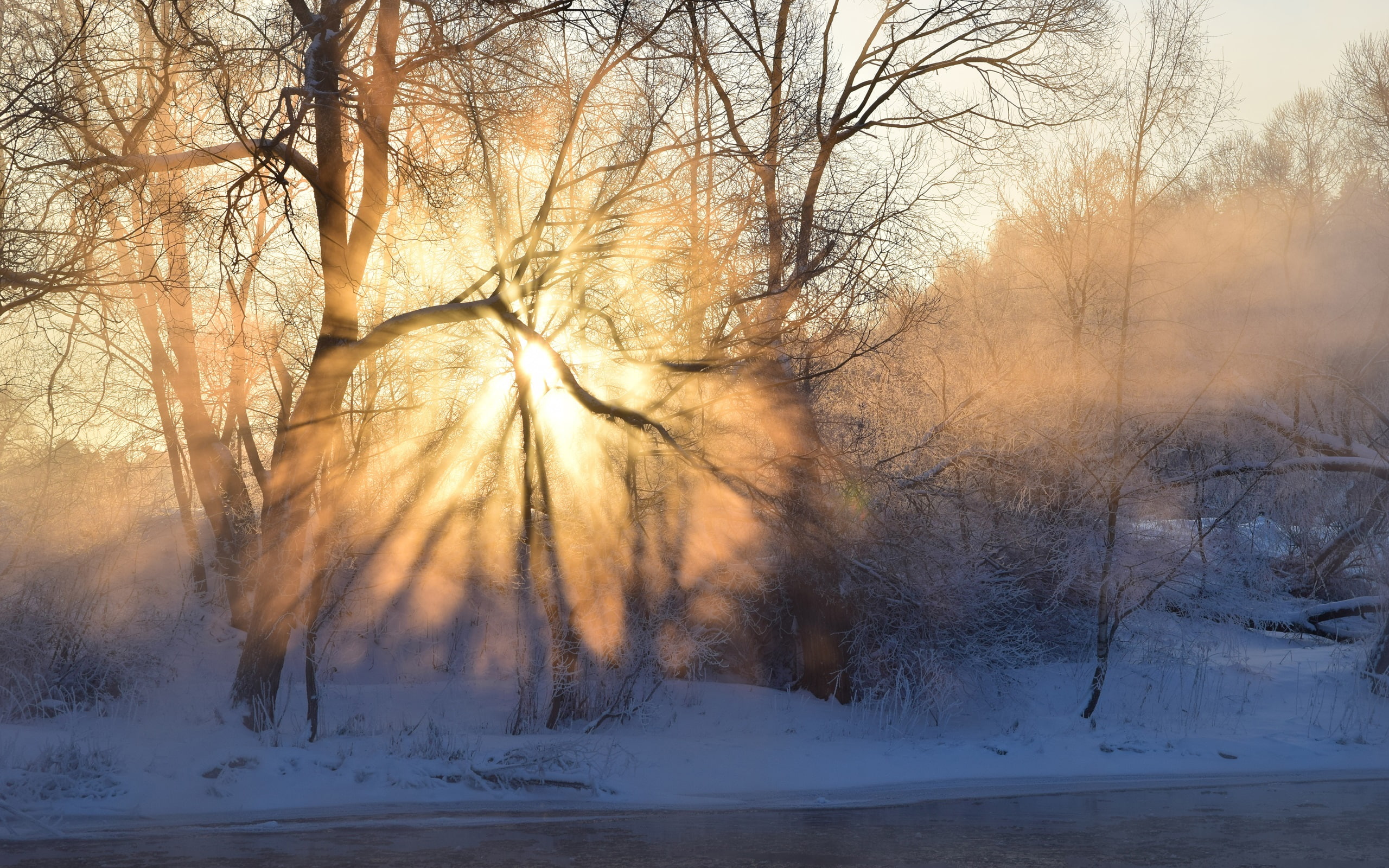 Fog, 2K, Sun, Snow, bare, Rays, Winter, Trees, Sunrise, Morning, HD Wallpaper