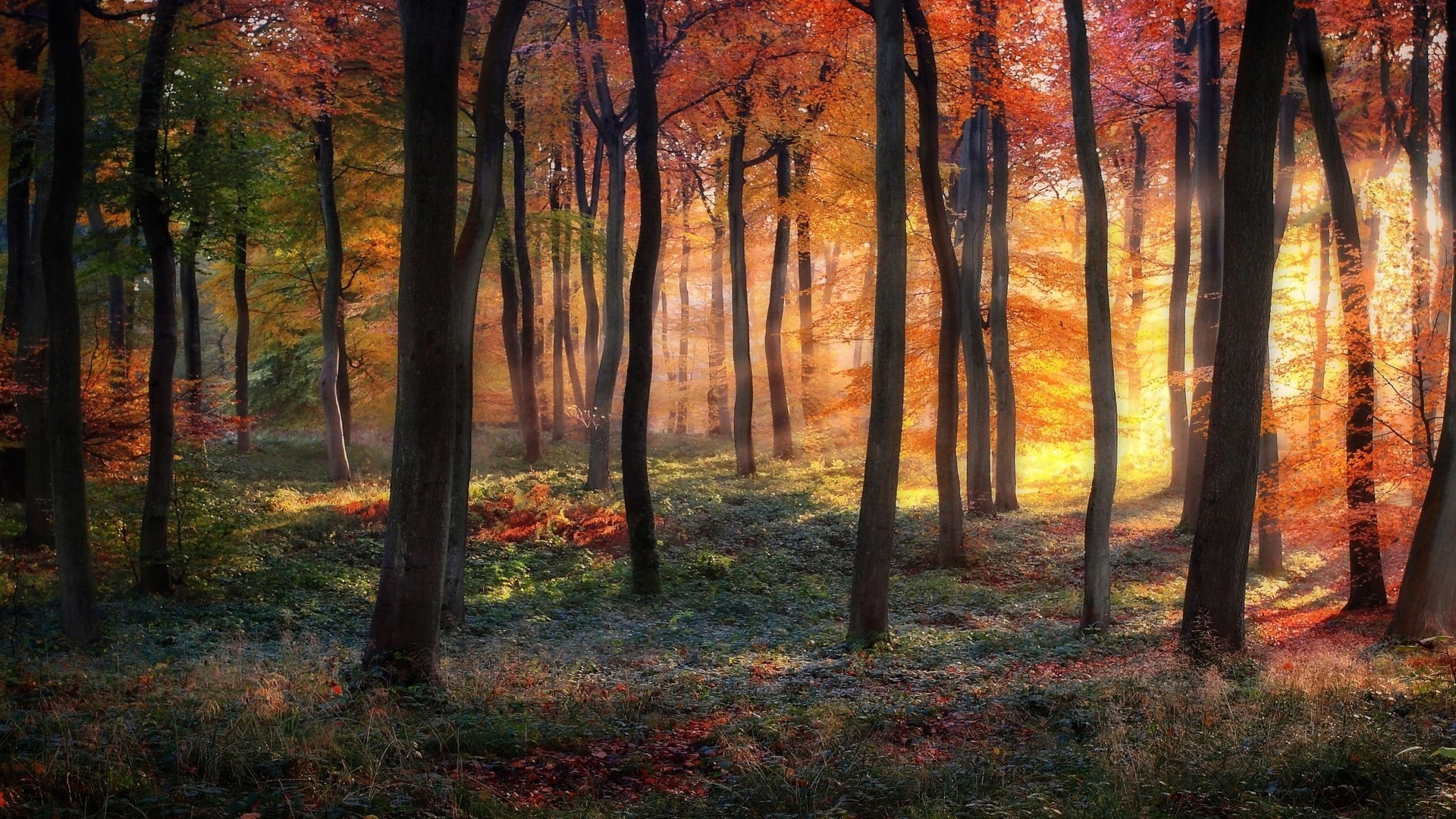 shrubs, mist, grass, fall, sun, forest, colorful, rays, trees, nature, sunrise, landscape, 1080P, HD Wallpaper