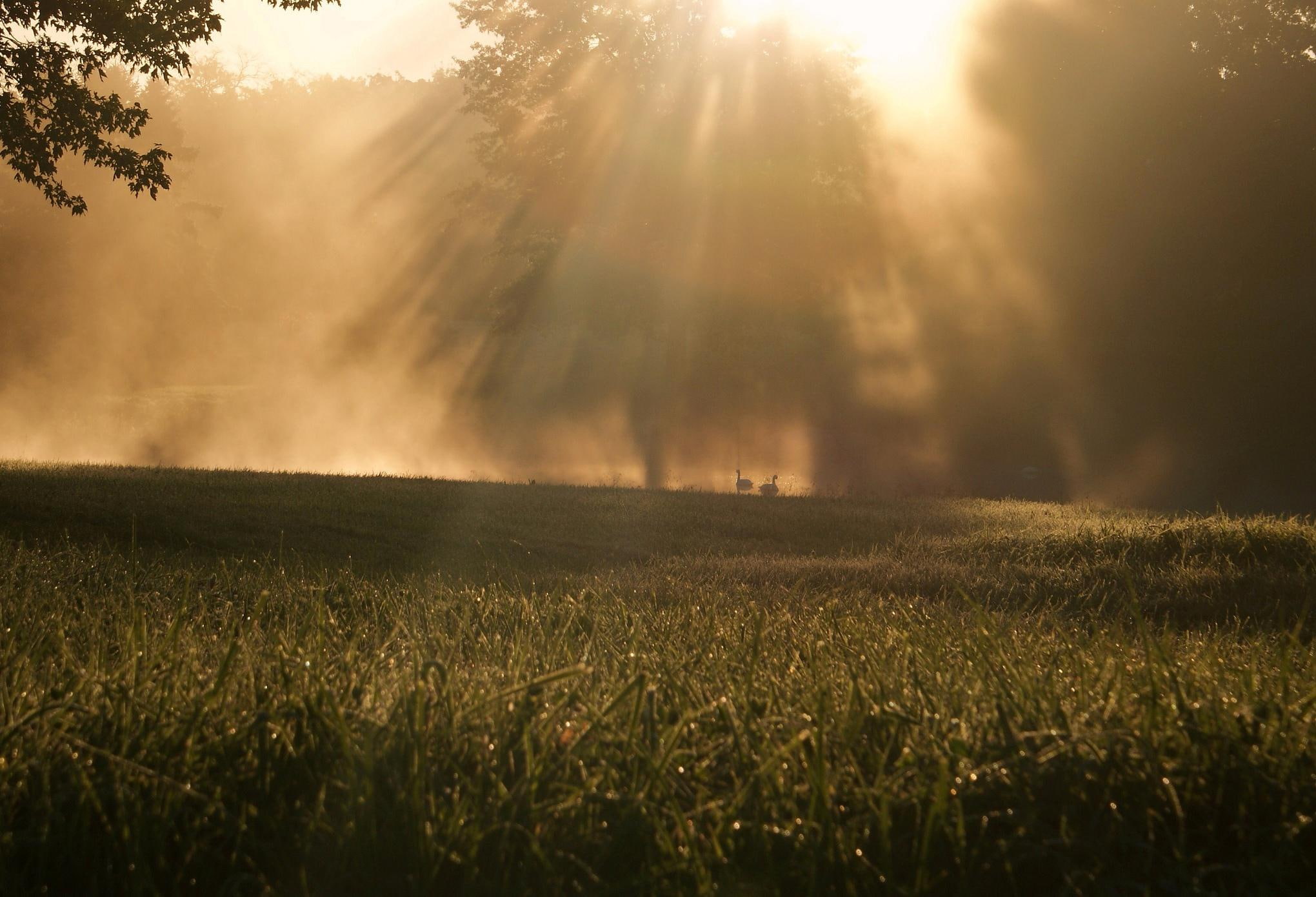 resolution, green, close, tree, high, morning, sunrise - sunset, images, grass, meadow, trees, leaves, rays, 1080P, sun, HD Wallpaper