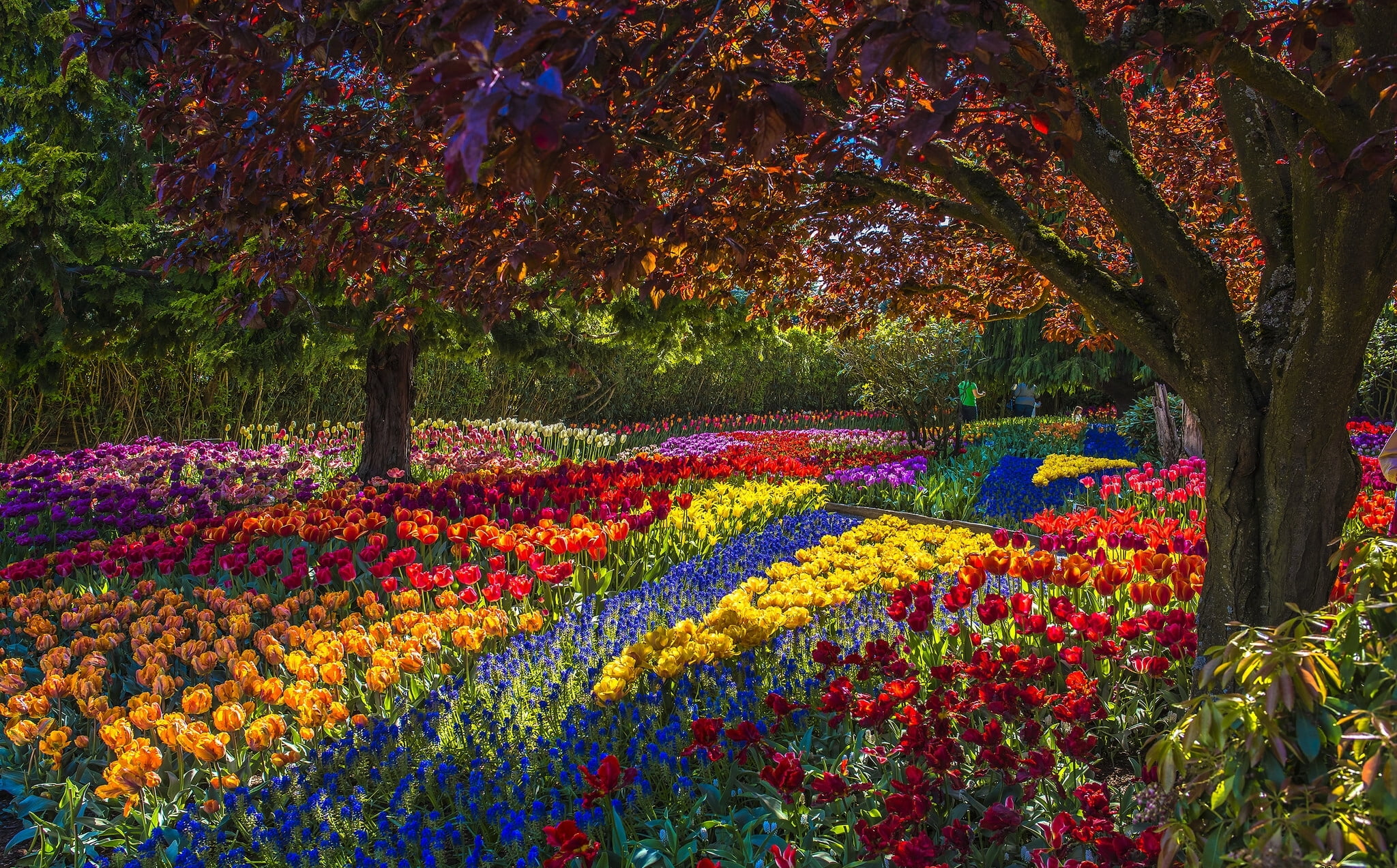 flowers, freshness, garden, flowering plant, outdoors, Park, flowerbed, color, tranquility, field, nature, 1080P, yellow, ornamental garden, park - man made space, HD Wallpaper