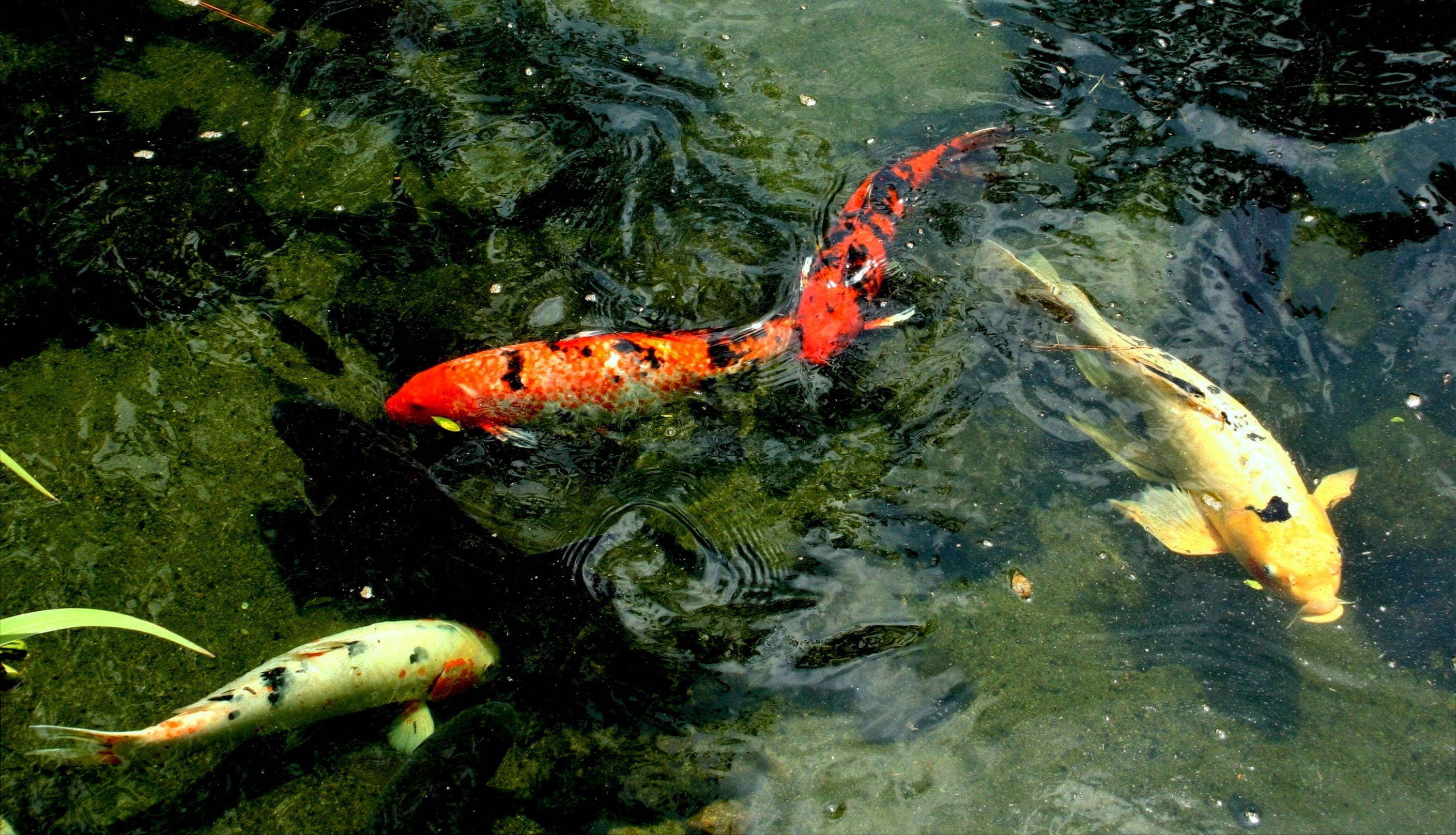 ornamental, orange, animal wildlife, tradition, swim, underwater, reflection, animal, pet, aquatic, beige, vertebrate, high angle view, school of fish, HD Wallpaper