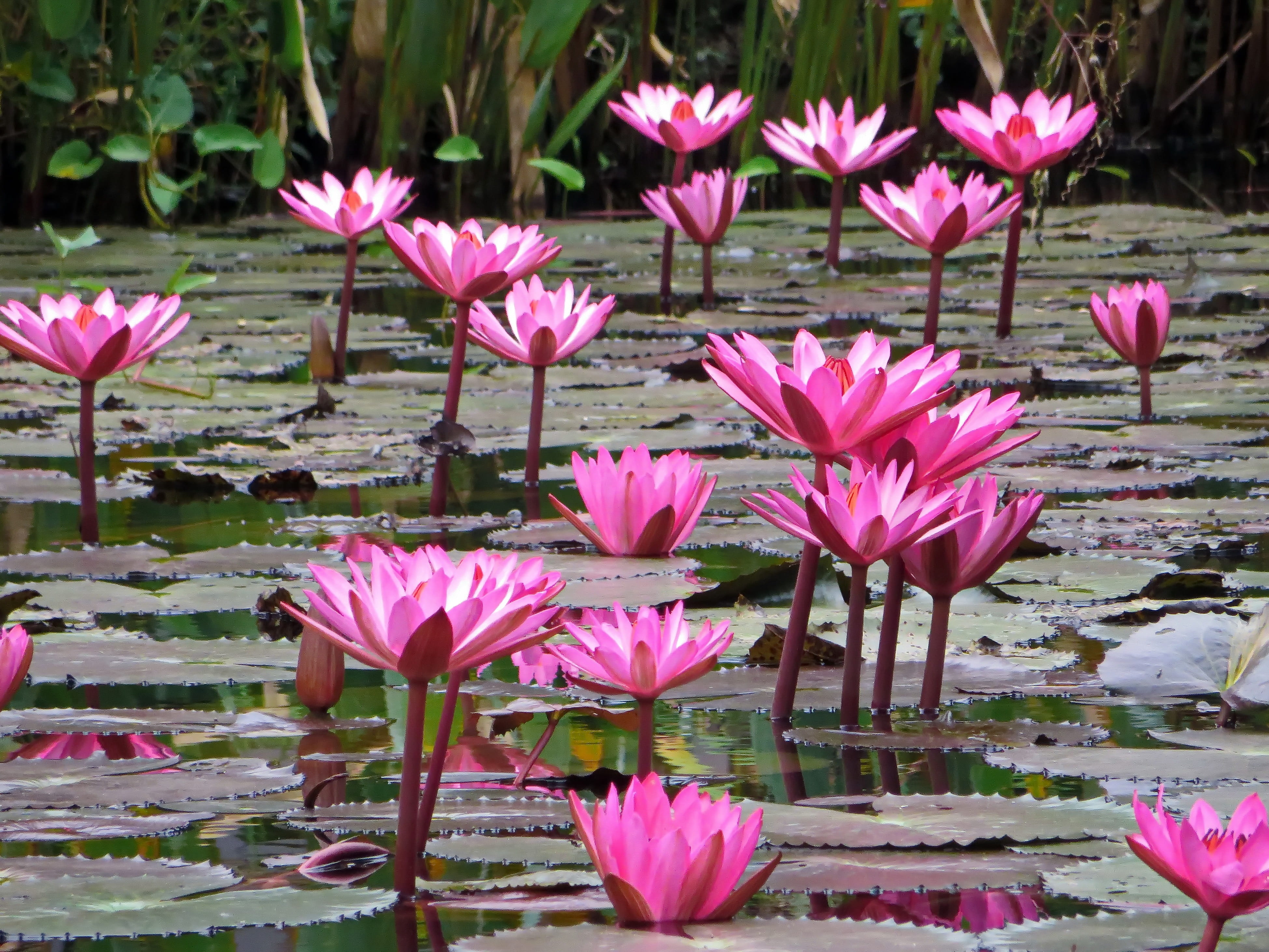 aquatic, floating on water, water, outdoors, inflorescence, no people, flower head, pink, lake, lily, 4K, pink flower, aquatic plant, flowering plant, HD Wallpaper