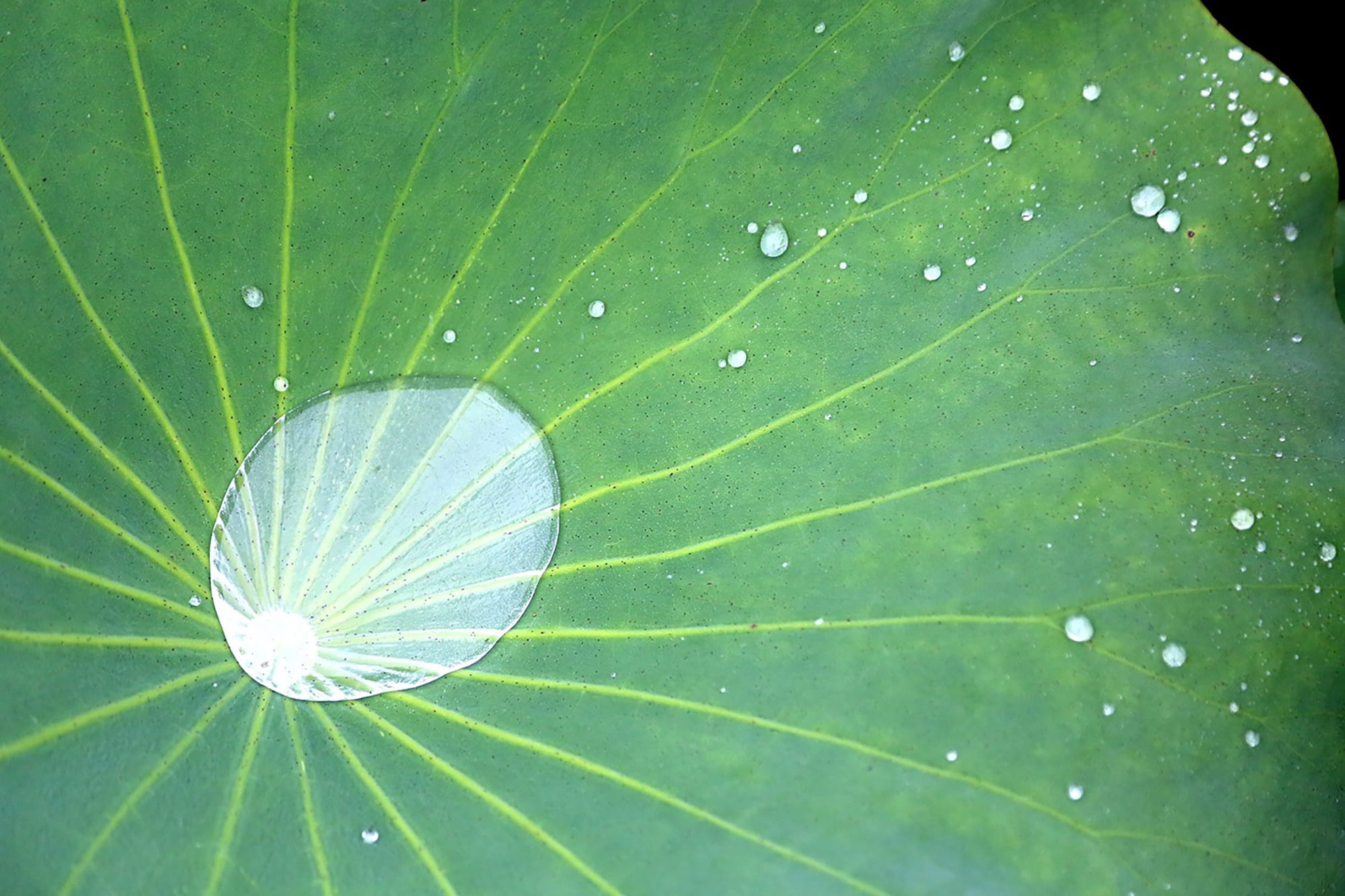 fragility, dew, drop, plant, outdoors, no people, 1080P, leaf of nelumbo nucifera, freshness, flower, leaf, lotus leaf, growth, water, plant part, close-up, HD Wallpaper