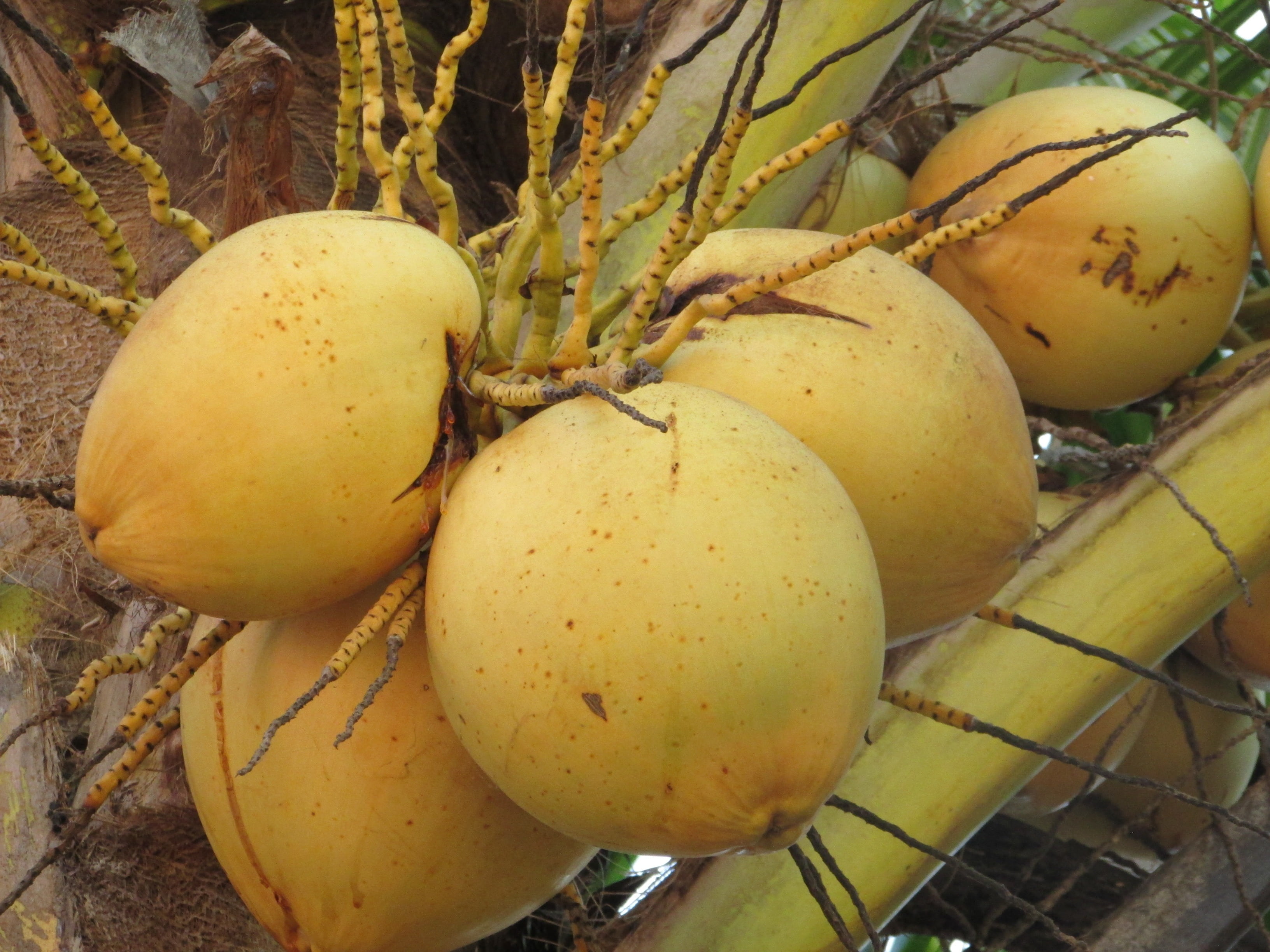 food and drink, freshness, nuts, organic, bunch, cocos nucifera, mango fruit, 2K, close-up, yellow, tropical fruit, india, food, growth, fruit, fruits, HD Wallpaper