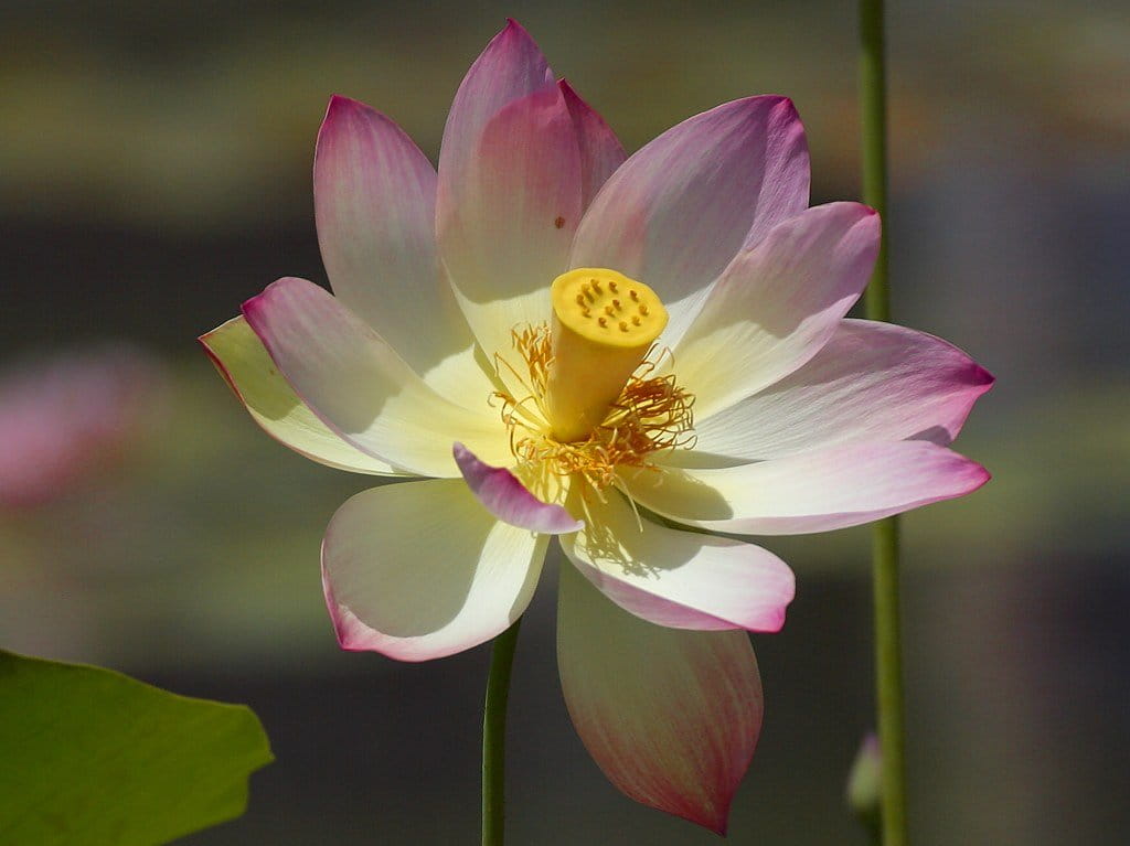 480P, seeds, blossom, flora, close-up, lotus flowers, lotus, nelumbium speciosum, petal, nature, focus on foreground, plant, vulnerability, pink color, HD Wallpaper