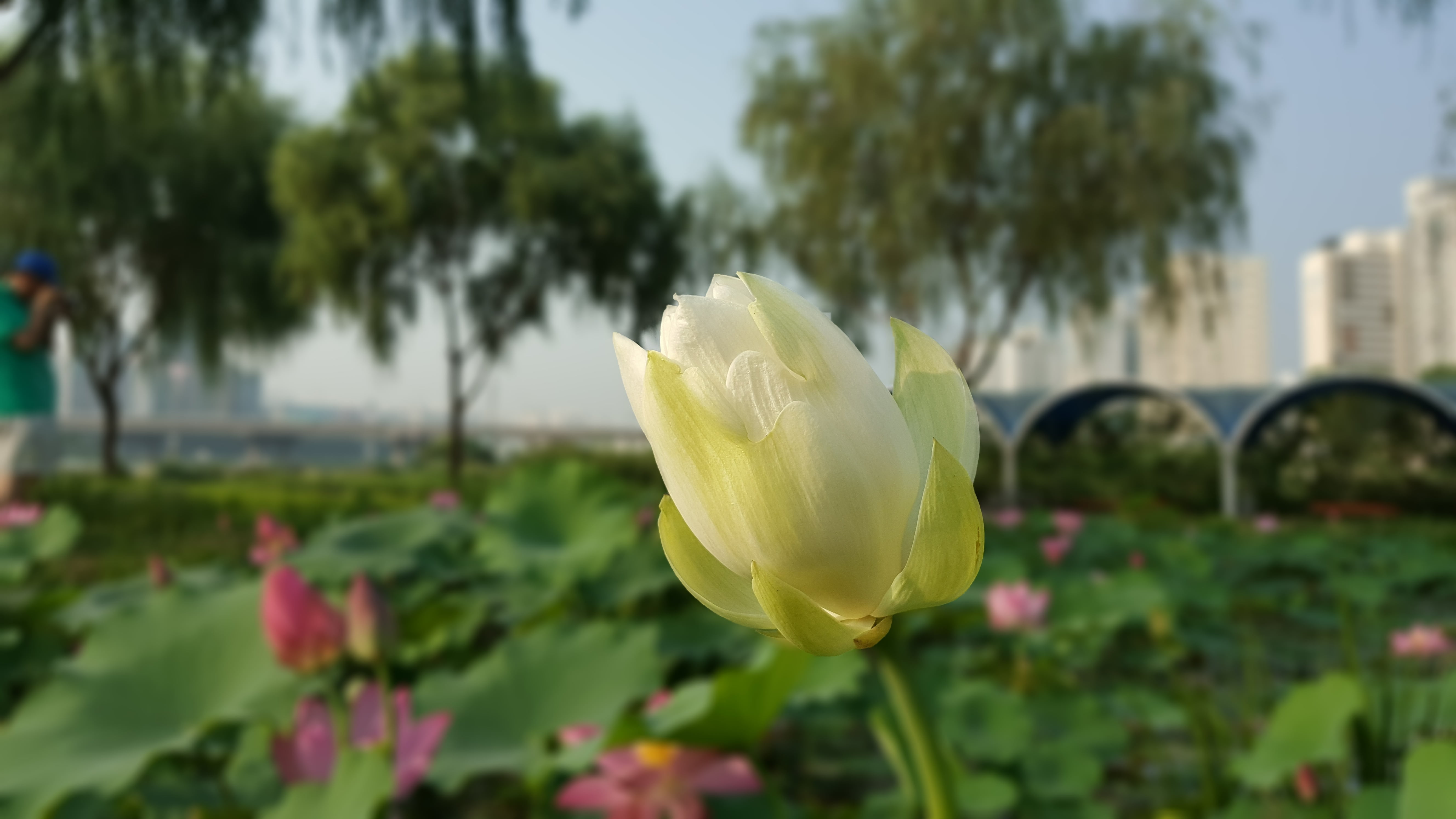 petal, beauty in nature, close-up, day, flower, park, 5K, yellow, outdoors, flower head, freshness, nature, flowers, focus on foreground, plant, sacred lotus, HD Wallpaper
