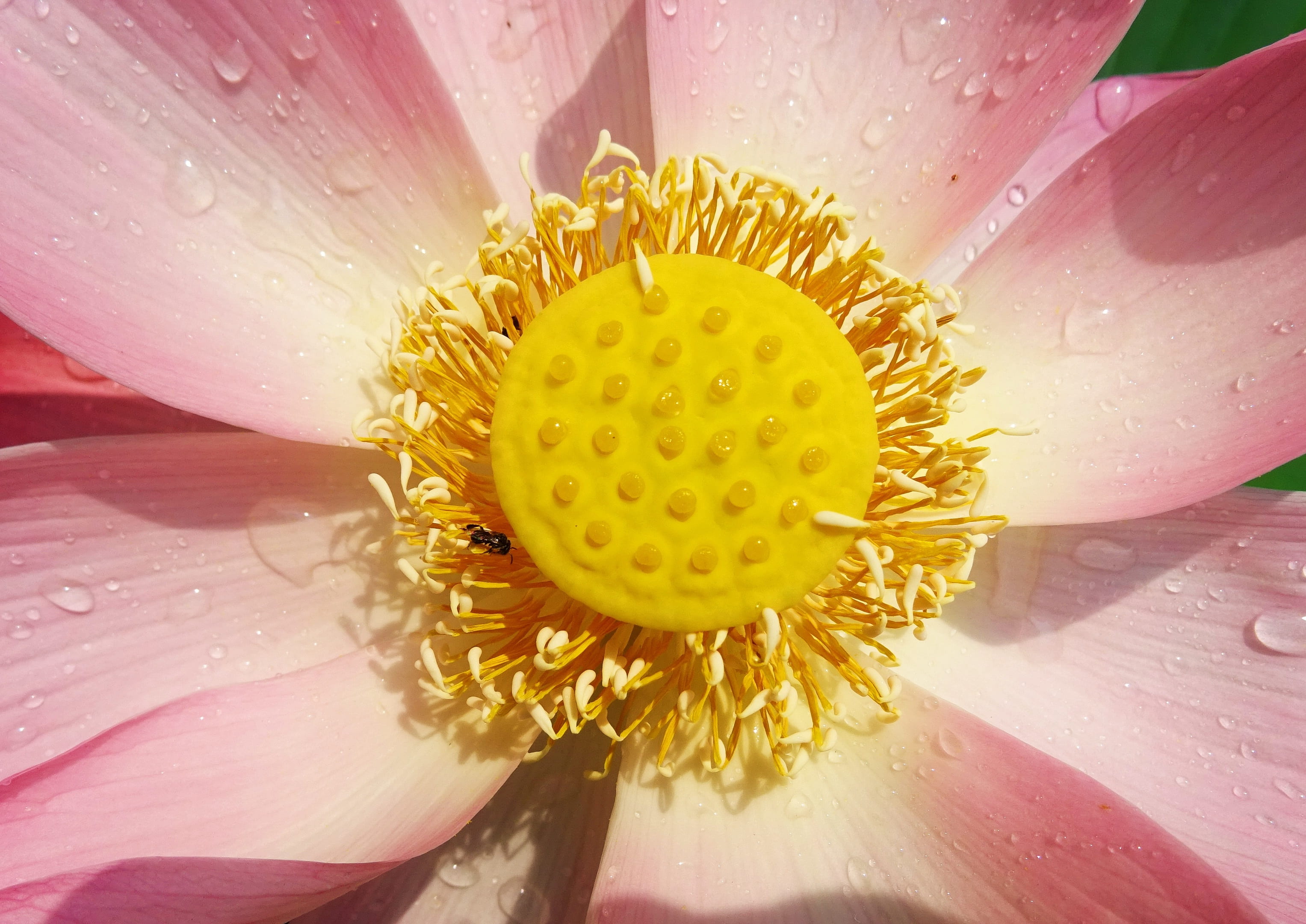 petal, botanical, pistil, sarsija, drop, tranquility, garden, padam, nucifera, dharwad, flower head, east indian lotus, raindrop, india, flora, growth, HD Wallpaper