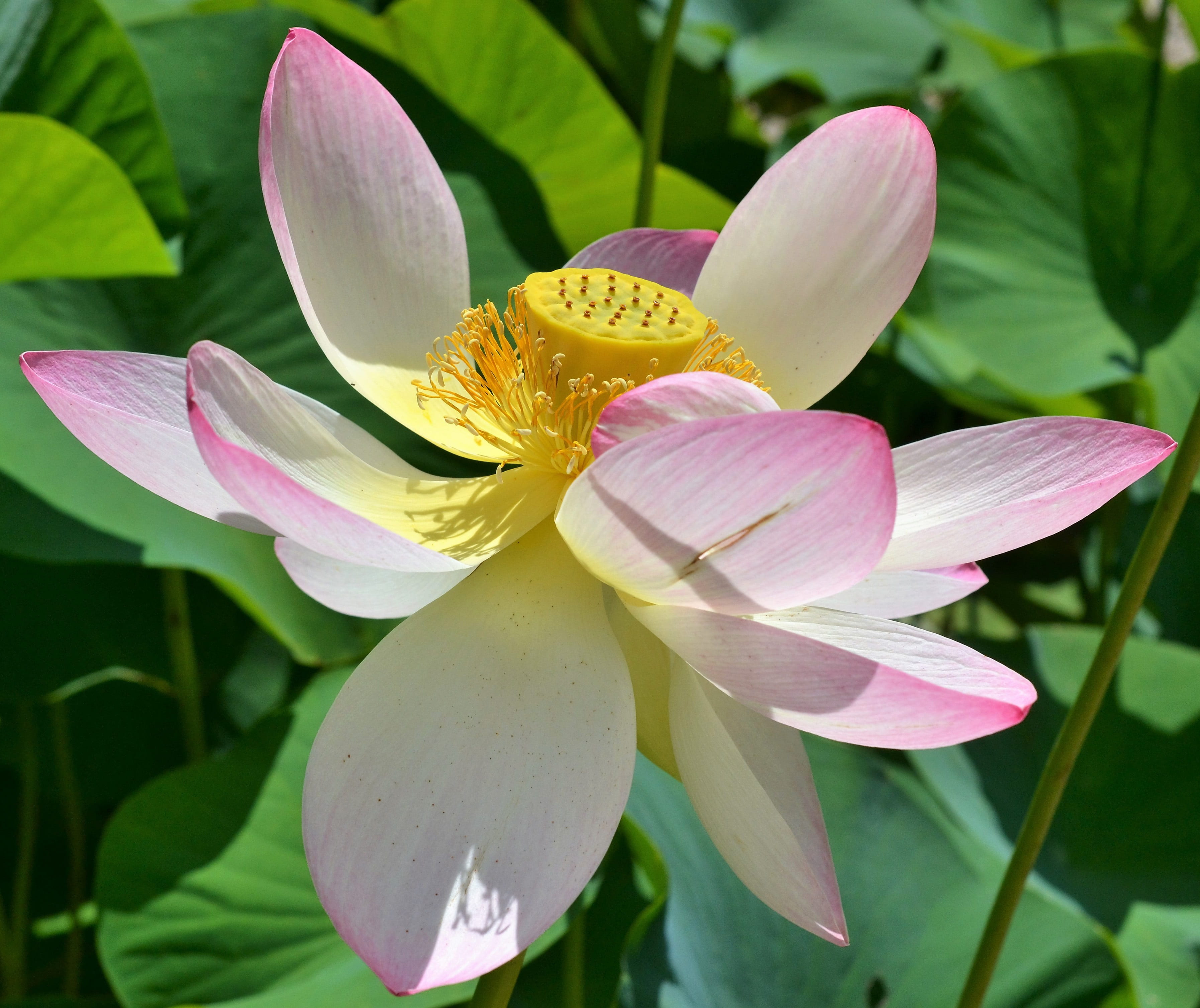 purple, nelumbonaceae, park, growth, close, garden, flowering plant, blossom, leaf, bloom, close-up, flower, water lily, vulnerability, pink, pink color, HD Wallpaper