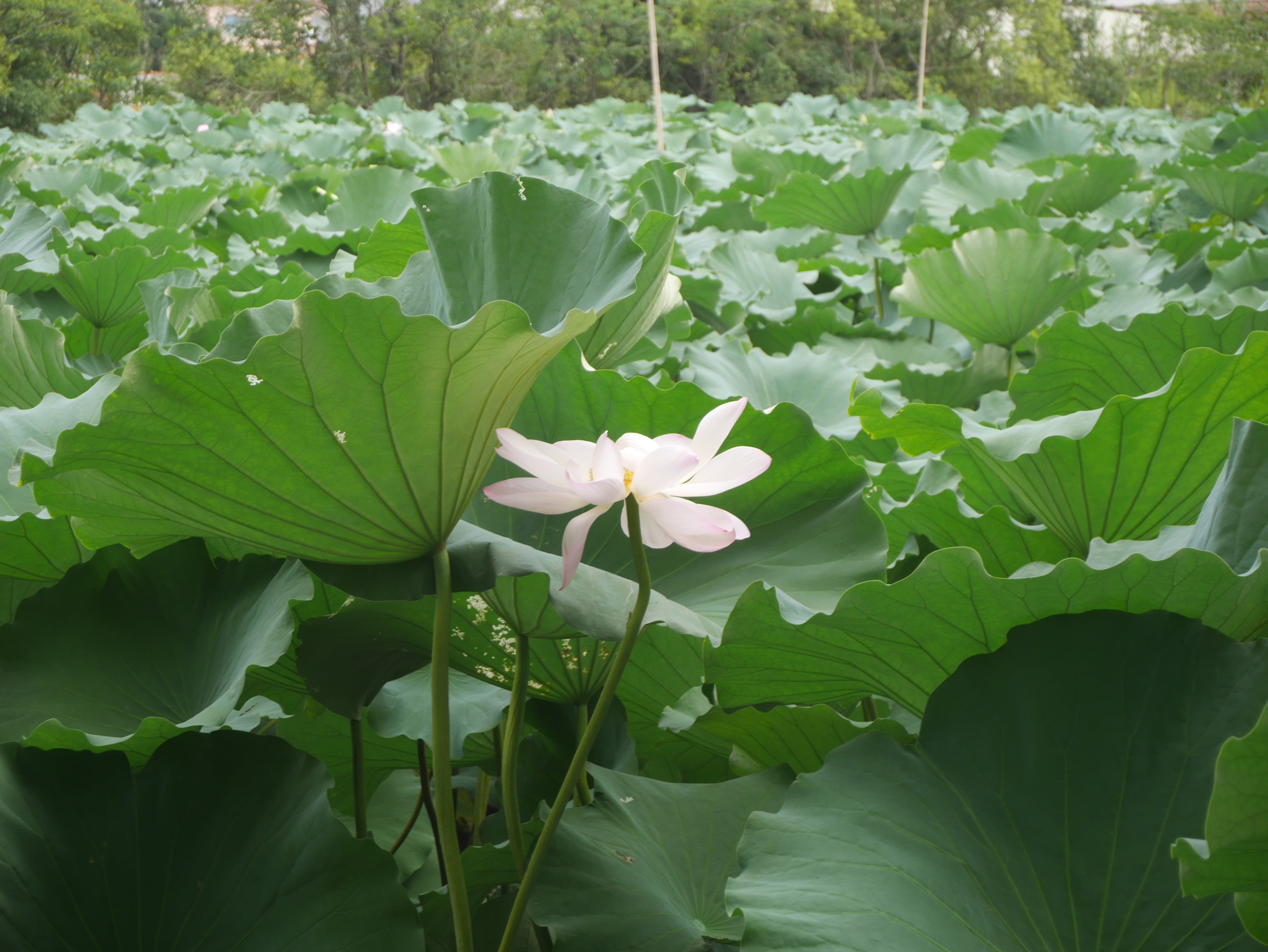 vulnerability, day, beauty in nature, lotus, green color, leaf, no people, 4K, plant, water, close-up, flowering plant, pond, water lily, nature, petal, HD Wallpaper