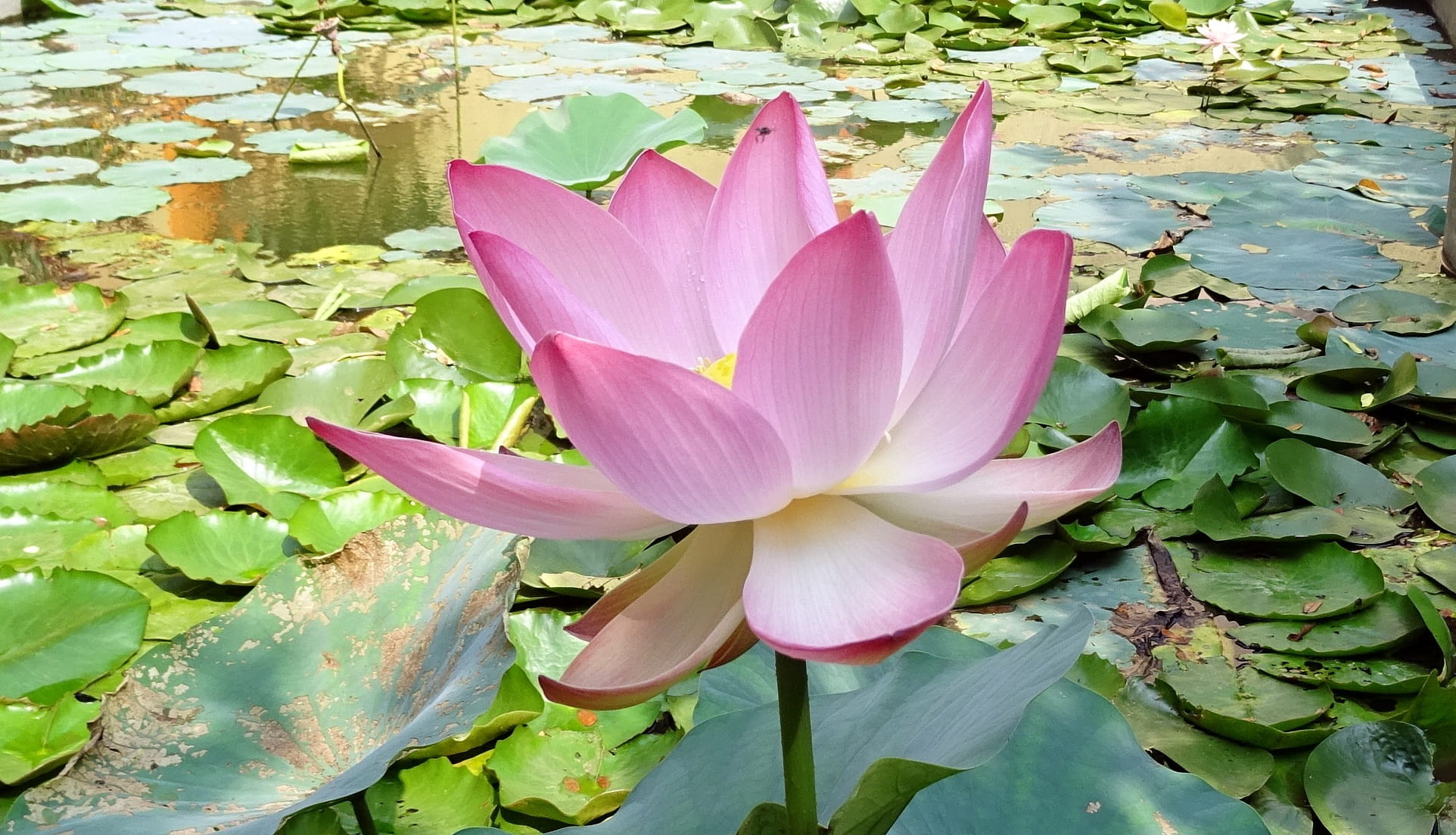 bloom, water, flora, nelumbonaceae, blossom, botany, padam, Nucifera, 1080P, nucifera, kamal, stamen, leaves, floating, nelumbo, lotus, east indian lotus, HD Wallpaper