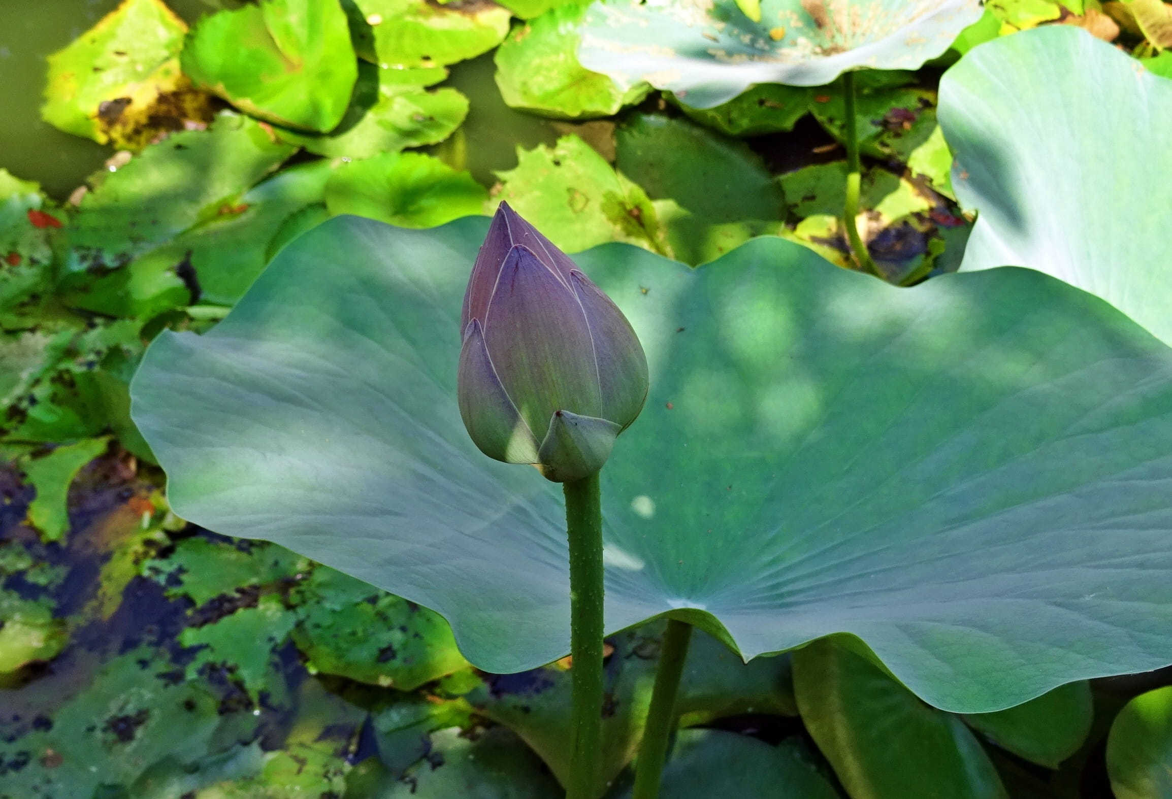 purple, plant part, beauty in nature, close-up, petal, indian lotus, fragility, plant, inflorescence, outdoors, leaf, freshness, bud, day, lotus water lily, HD Wallpaper