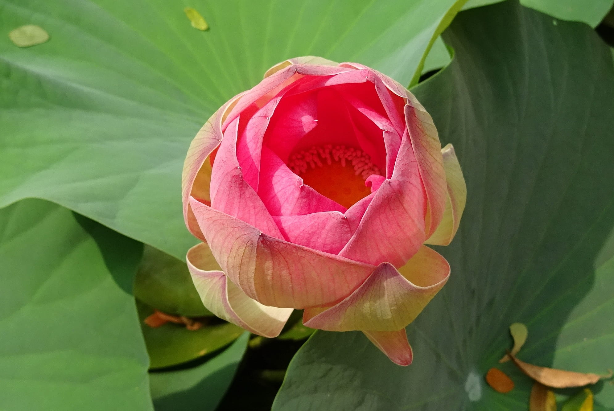 freshness, lotus, inflorescence, aquatic, petal, oriental, pond, plant part, padma, nelumbium speciosum, no people, ambuj, rose, pistil, 1080P, dharwad, HD Wallpaper