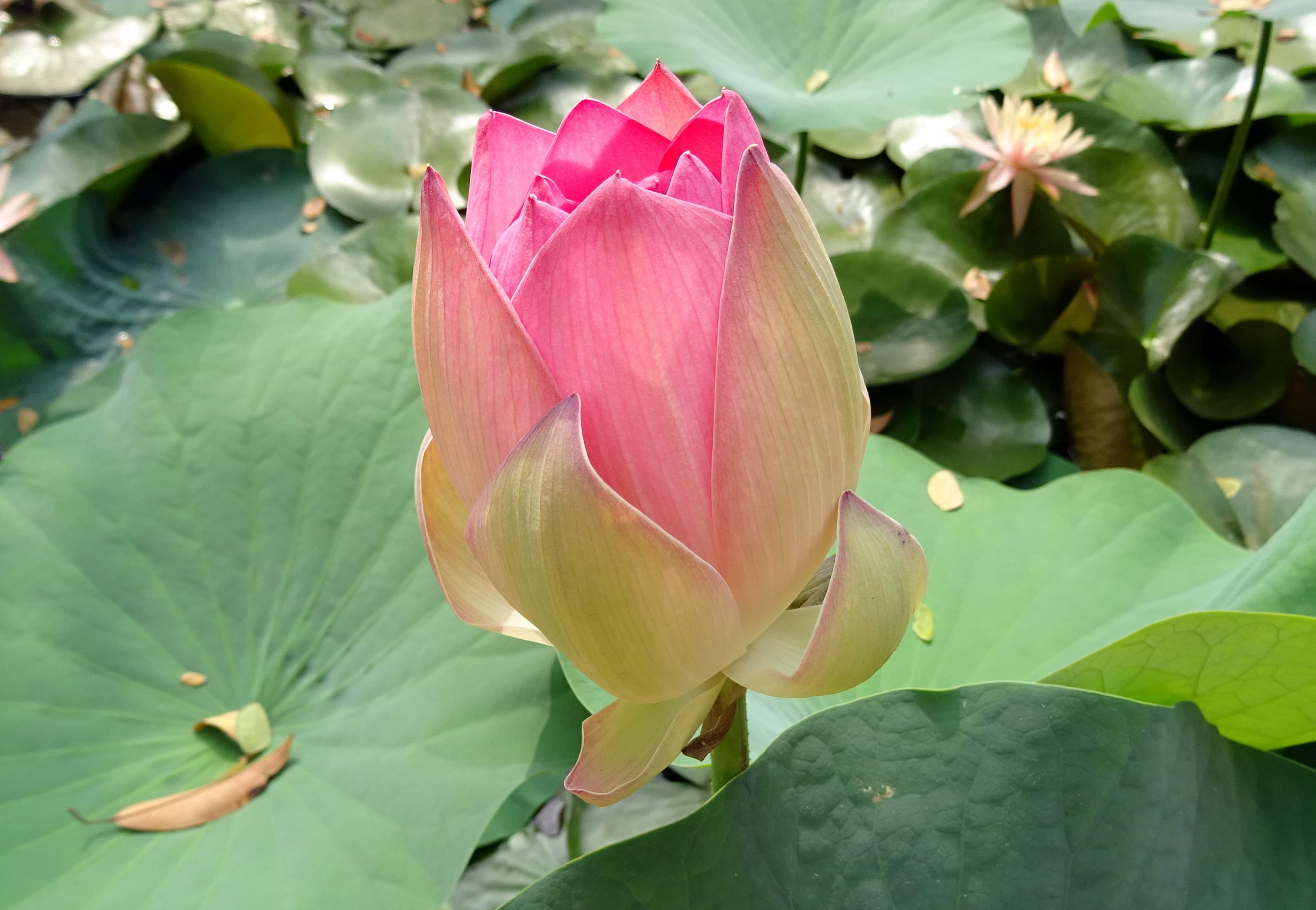 oriental, plant part, peace, leaf, green color, dharwad, fragility, nature, padam, sacred lotus, petal, nucifera, freshness, beige, pundarika, pure, inflorescence, HD Wallpaper