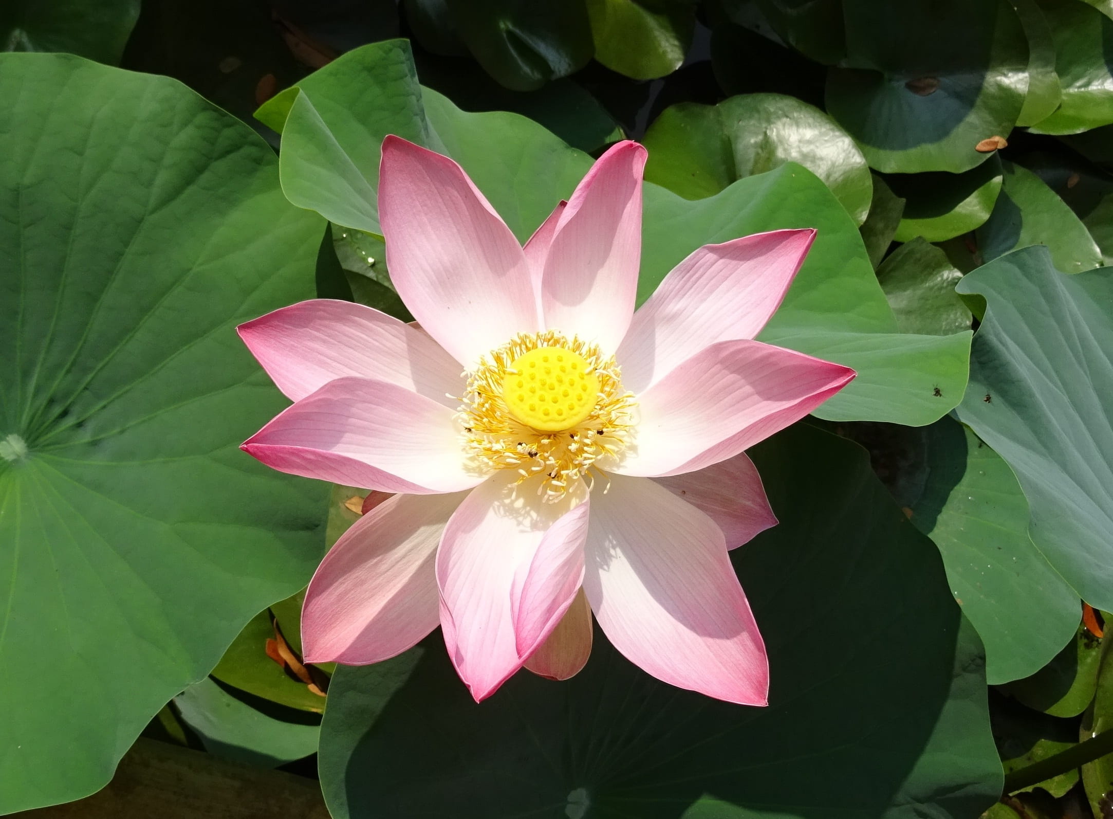 tranquility, pure, nucifera, water lily, stamen, fragility, plant, sacred, bloom, lotus, padam, aquatic, sharada, nelumbo, flower head, close-up, padma, HD Wallpaper