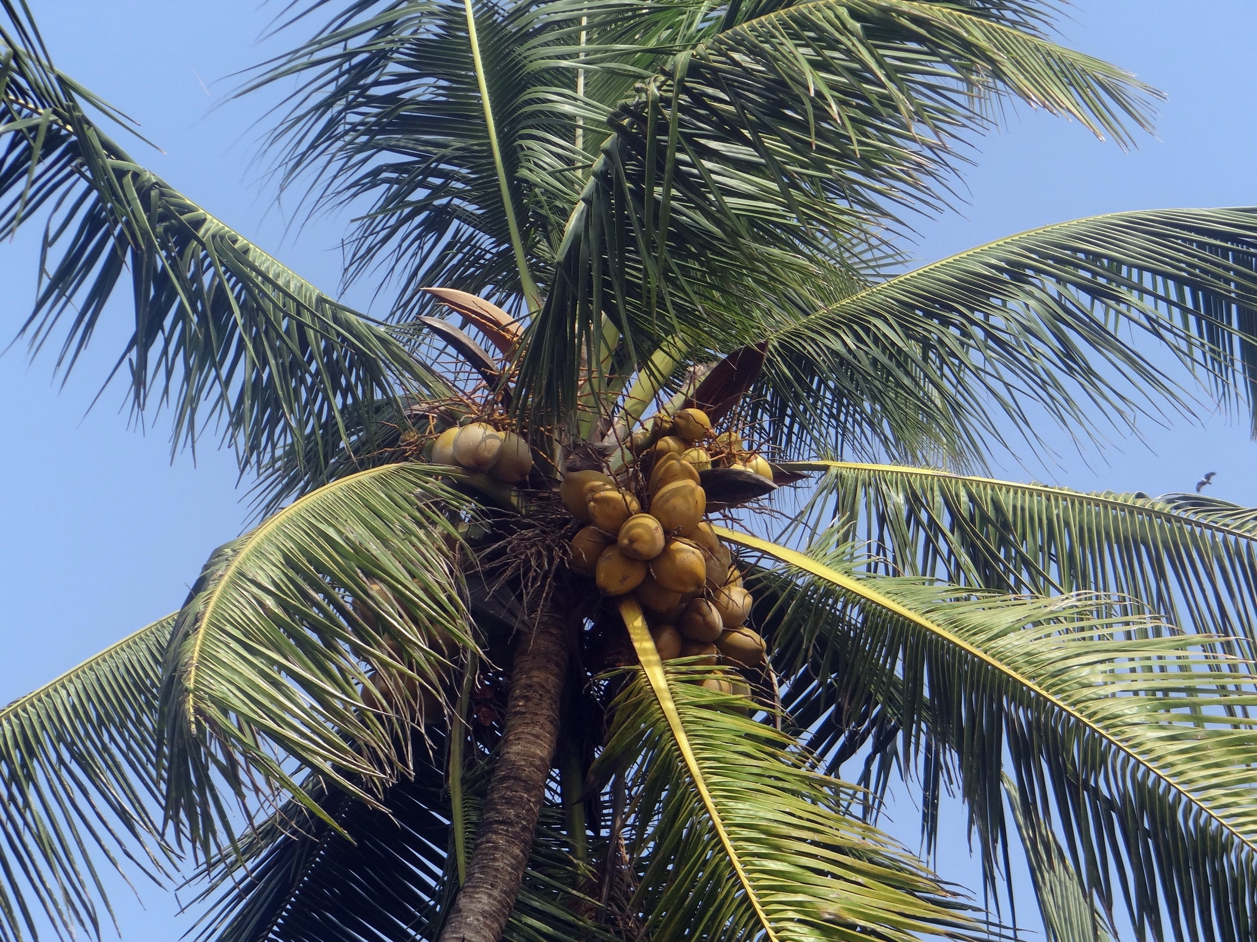 day, tree trunk, leaf, sky, trunk, tropical climate, outdoors, plant, nature, cocos nucifera, palm, palm tree, tree, tropical tree, low angle view, growth, HD Wallpaper