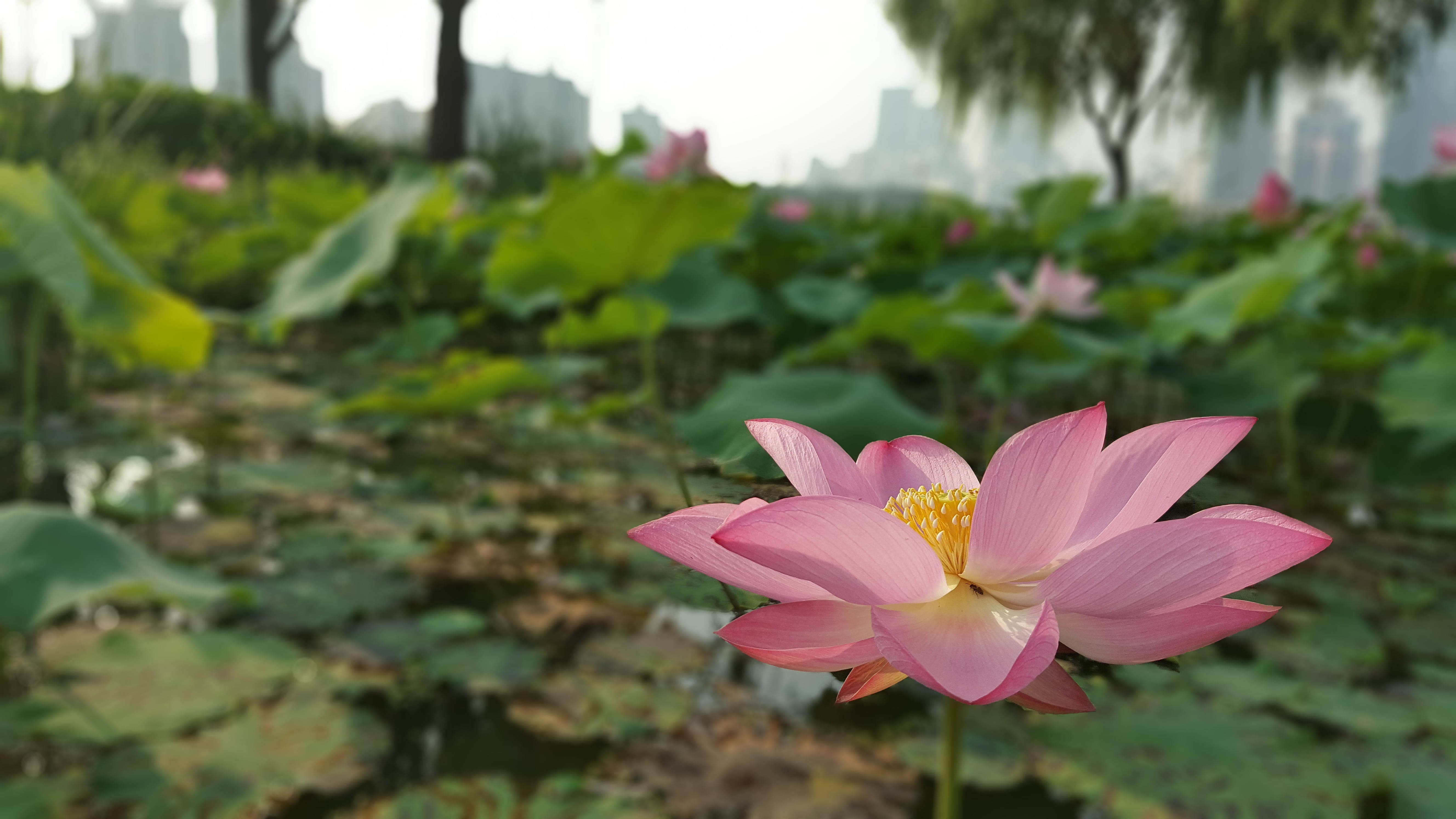 flower head, nelumbo nucifera, lotus water lily, flowers, water lily, freshness, 5K, growth, flowering plant, inflorescence, day, focus on foreground, HD Wallpaper
