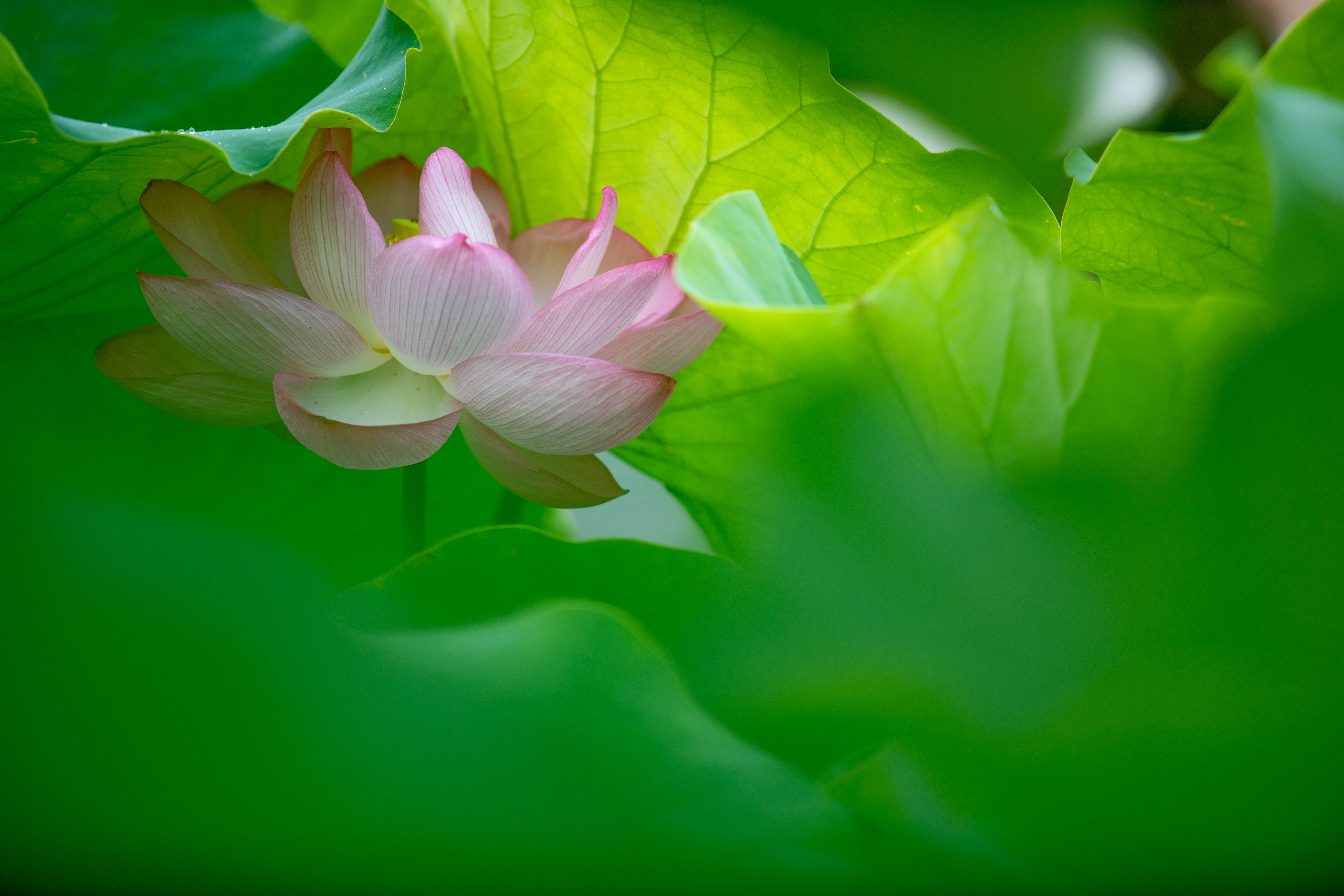 selective, beauty In Nature, freshness, purple, 5K, asia, beauty, lake, backgrounds, pink, close-up, blur, flower Head, pink Color, buddhism, plant, lily, HD Wallpaper