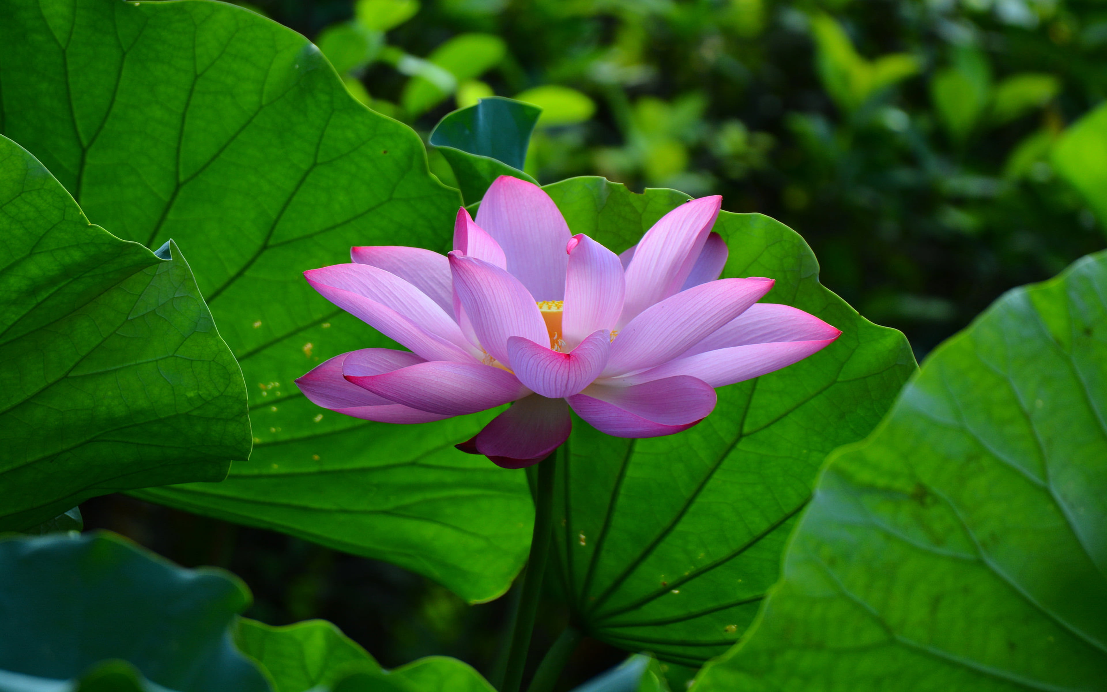 egyptian, plant part, lotus, pink color, growth, 4K, flower, plants, fragility, lotus water lily, inflorescence, no people, leaf, family, green color, HD Wallpaper