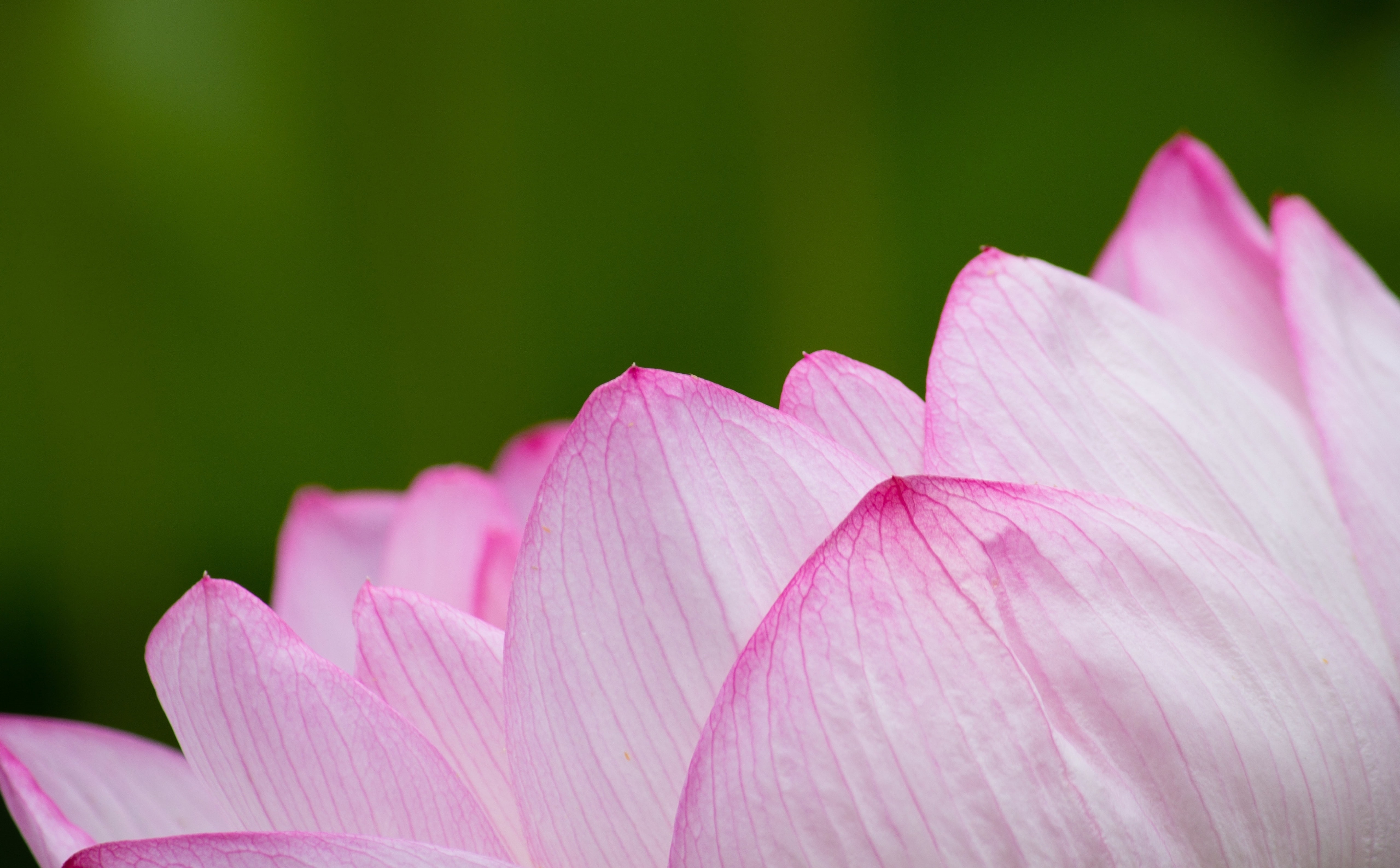 pink color, Pink, Japan, lotus water lily, nelumbonucifera, vulnerability, beauty in nature, Closeup, plant, nucifera, fragility, water lily, outdoors, HD Wallpaper