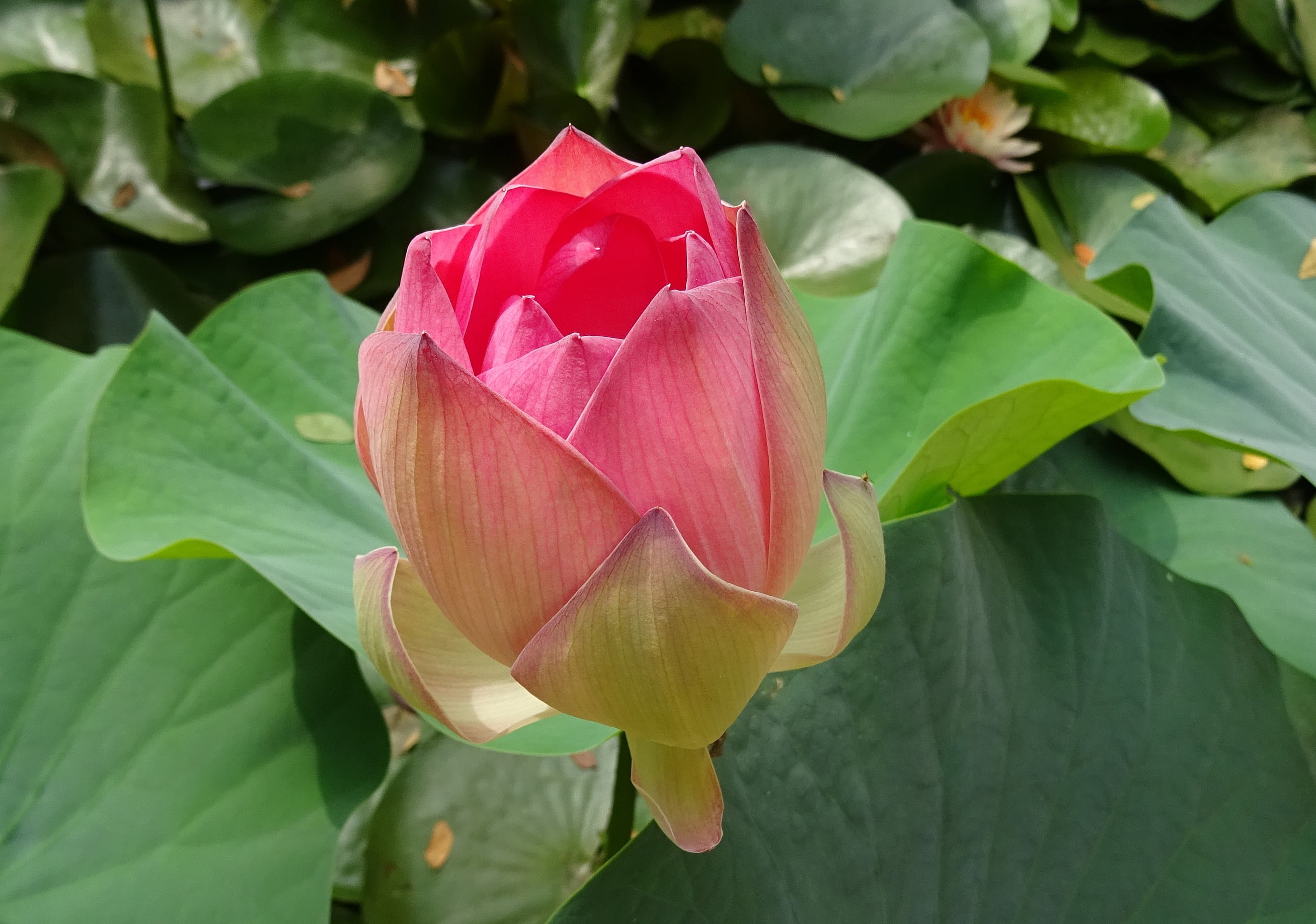 nelumbo, blooming, east indian lotus, flowering plant, freshness, dharwad, pink, garden, sacred, aquatic, lotus water lily, pink color, sharada, pond, padam, HD Wallpaper
