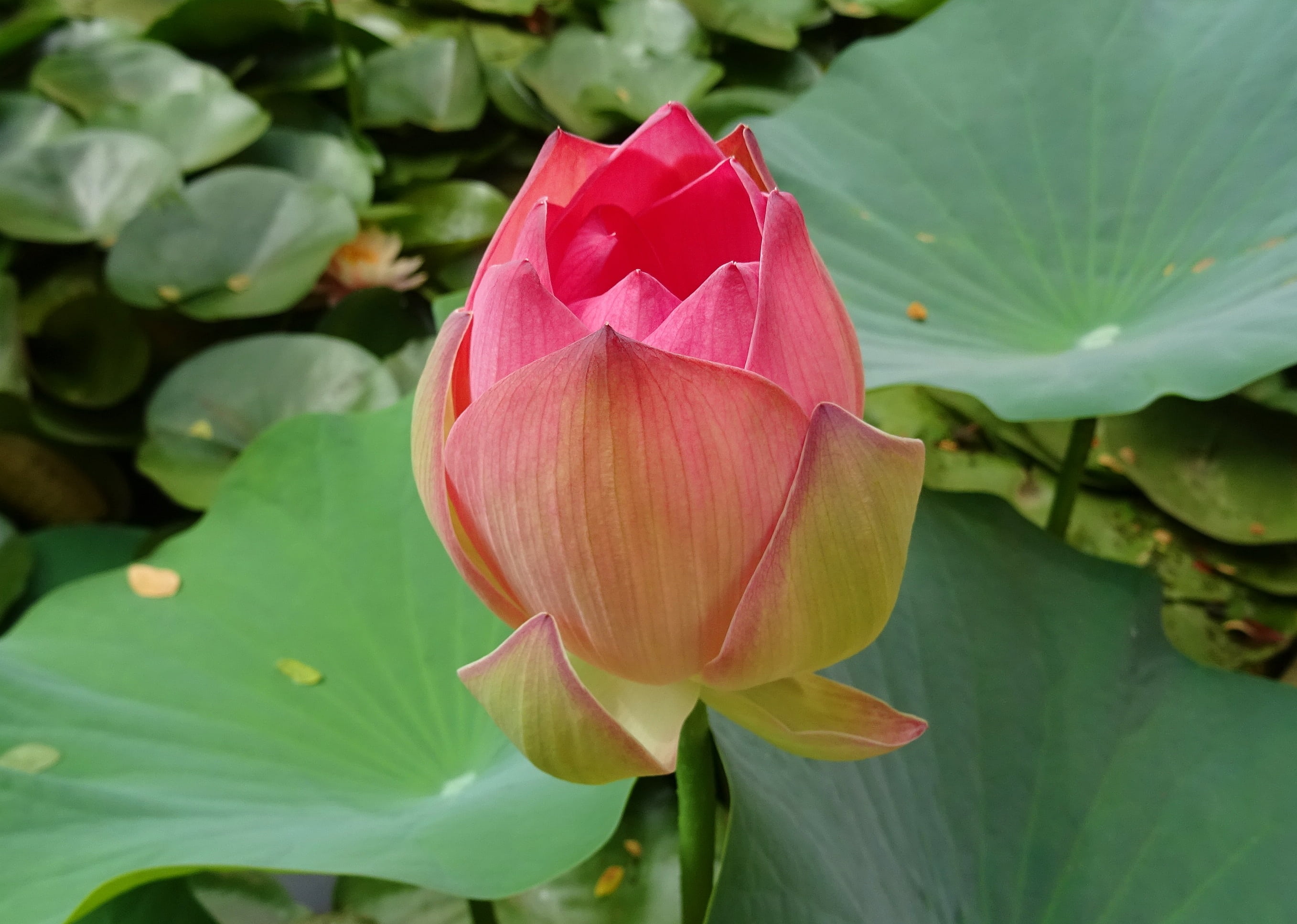 blooming, ambuj, flowering plant, inflorescence, dharwad, flower Head, peace, flower, serenity, lily, pink Color, botany, nature, petal, oriental, nelumbonaceae, HD Wallpaper